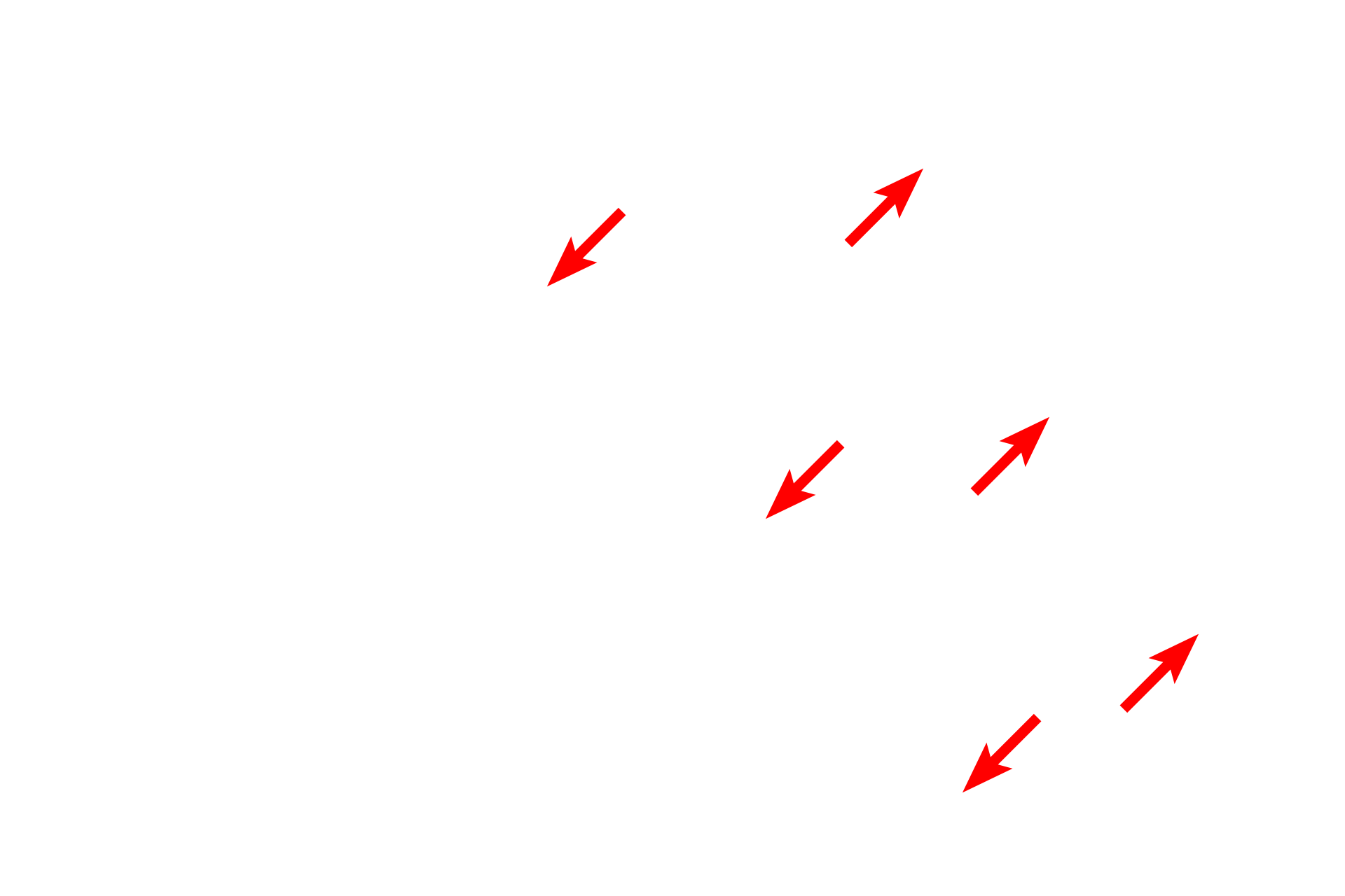  - Basal laminae <p>Skeletal muscle fibers secrete an external lamina that lies immediately adjacent to the sarcolemma (cell membrane). Outside the basal lamina is a layer of reticular fibers, produced by fibroblasts, which form the endomysium. Some consider the basal lamina to be a component of the endomysium. 15,000x</p>
