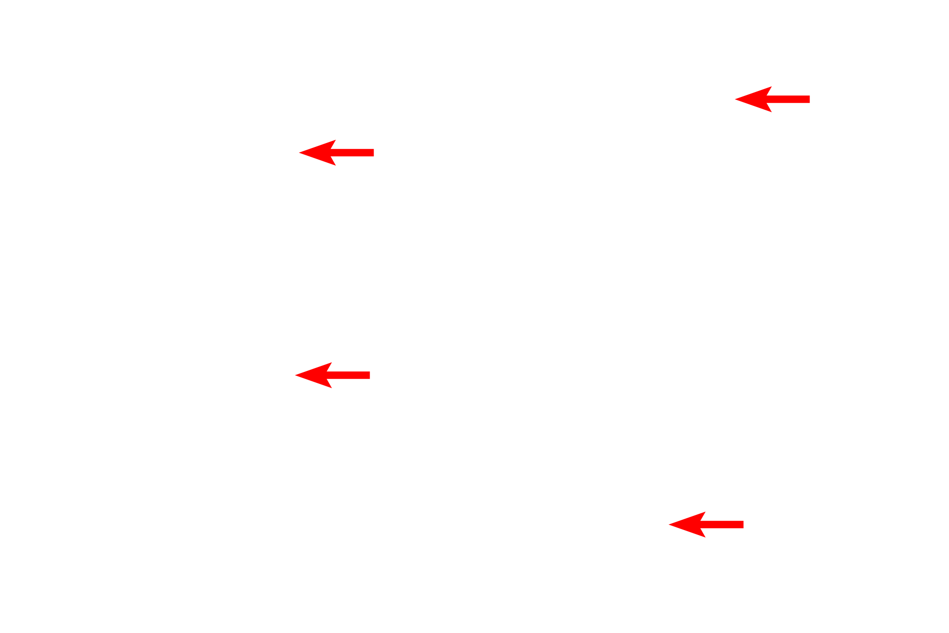 Nissl substance > <p>Nissl substance is the name given to the unique association of rough endoplasmic reticulum and polysomes in neurons.  While both these structures are present individually in most cells, they form these unique, basophilic complexes only in neurons.</p>
