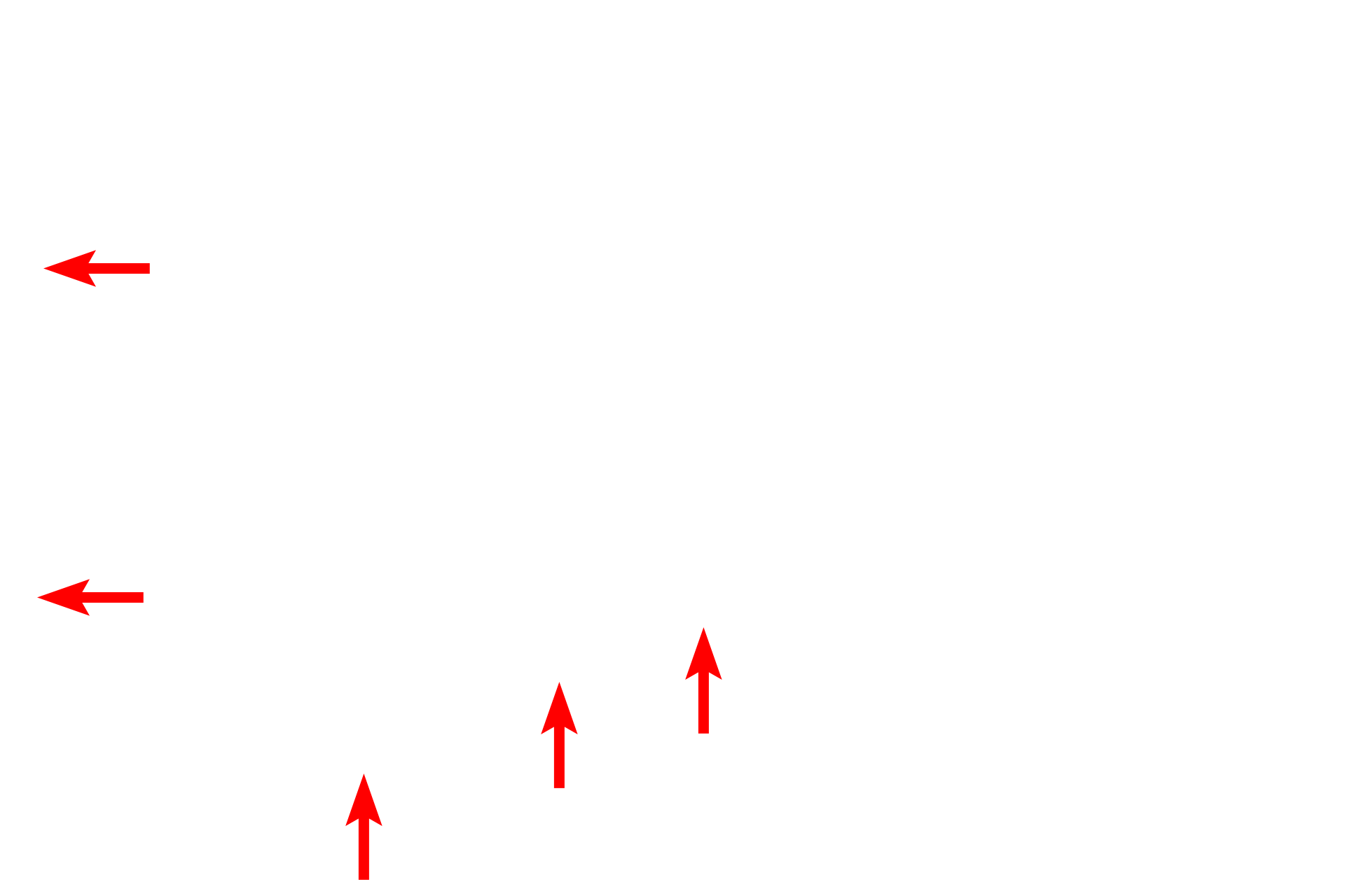 Plasma membranes <p>Polarity is a feature of a cell which is exhibited when the organelles are not homogenously distributed in the cytoplasm.  This epithelium lining a kidney tubule shows polarity: the base of each cell contains numerous mitochondria; the apex of each cell contains numerous endocytotic vesicles and microvilli that project into the lumen. 6000x</p>
