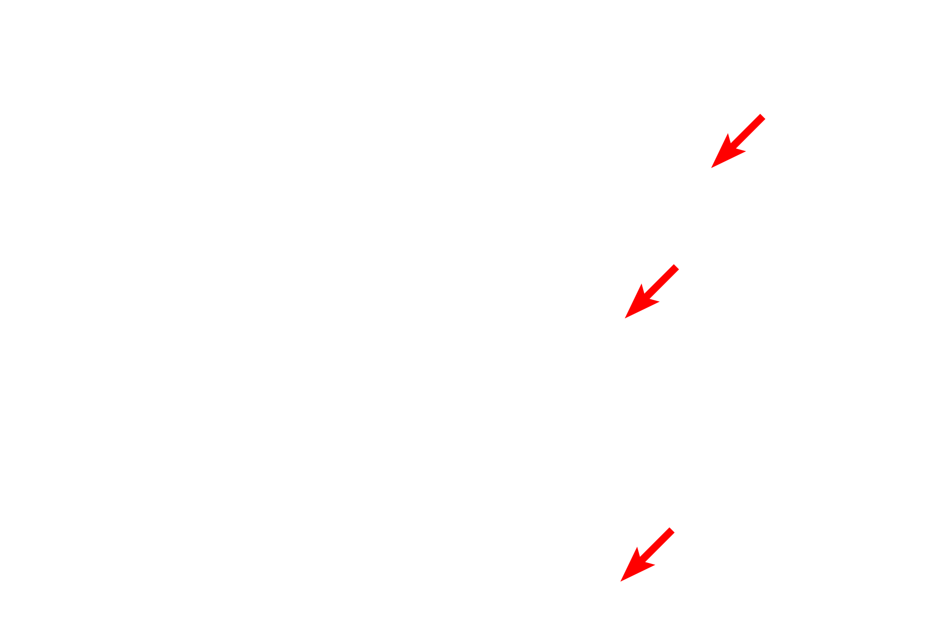 Endocytic vesicles <p>Polarity is a feature of a cell which is exhibited when the organelles are not homogenously distributed in the cytoplasm.  This epithelium lining a kidney tubule shows polarity: the base of each cell contains numerous mitochondria; the apex of each cell contains numerous endocytotic vesicles and microvilli that project into the lumen. 6000x</p>
