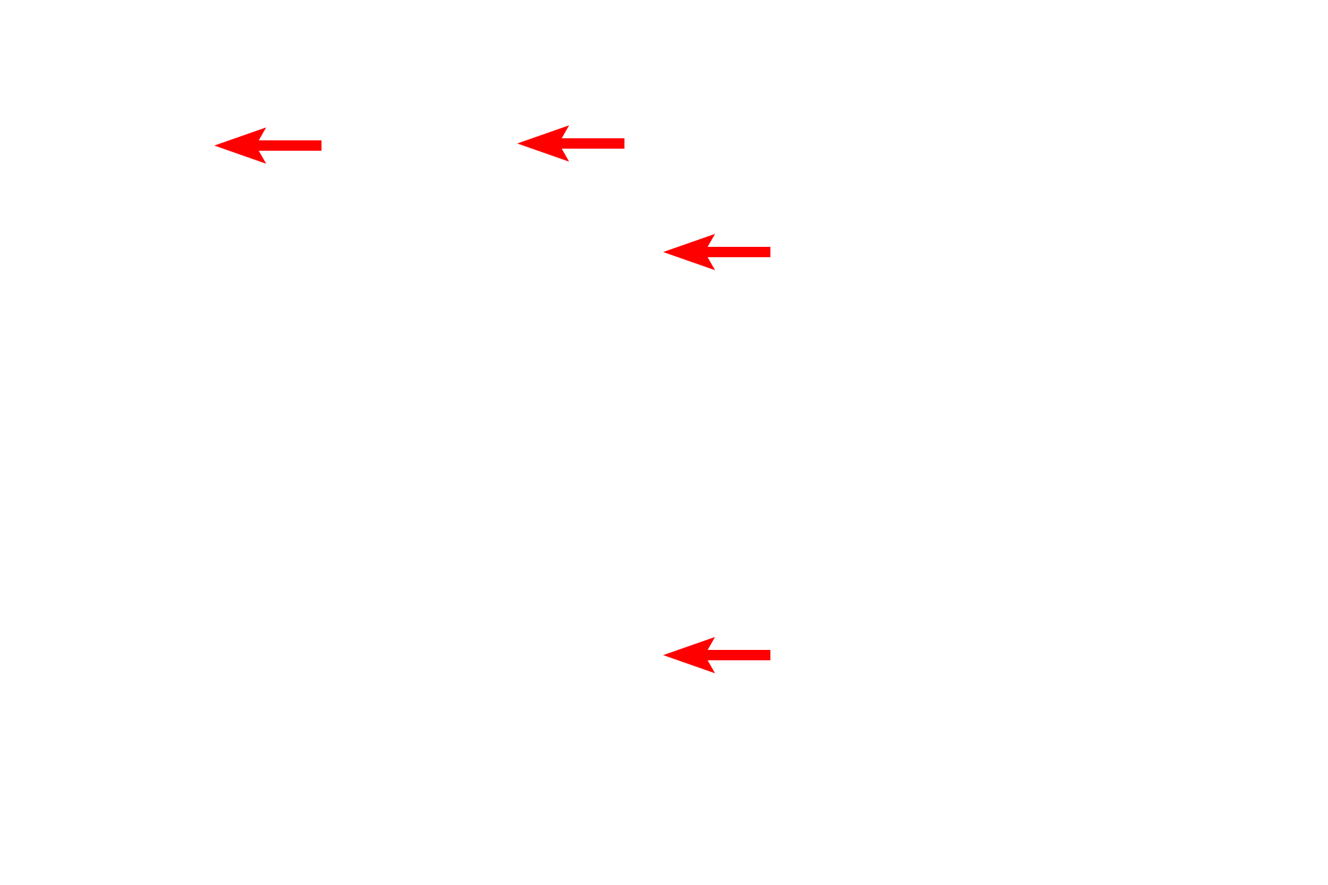  - Secretory granules > <p>These glandular cells can secrete their granules from any site on the cell surface and thus the granules are not restricted to a particular region of the cell.</p>
