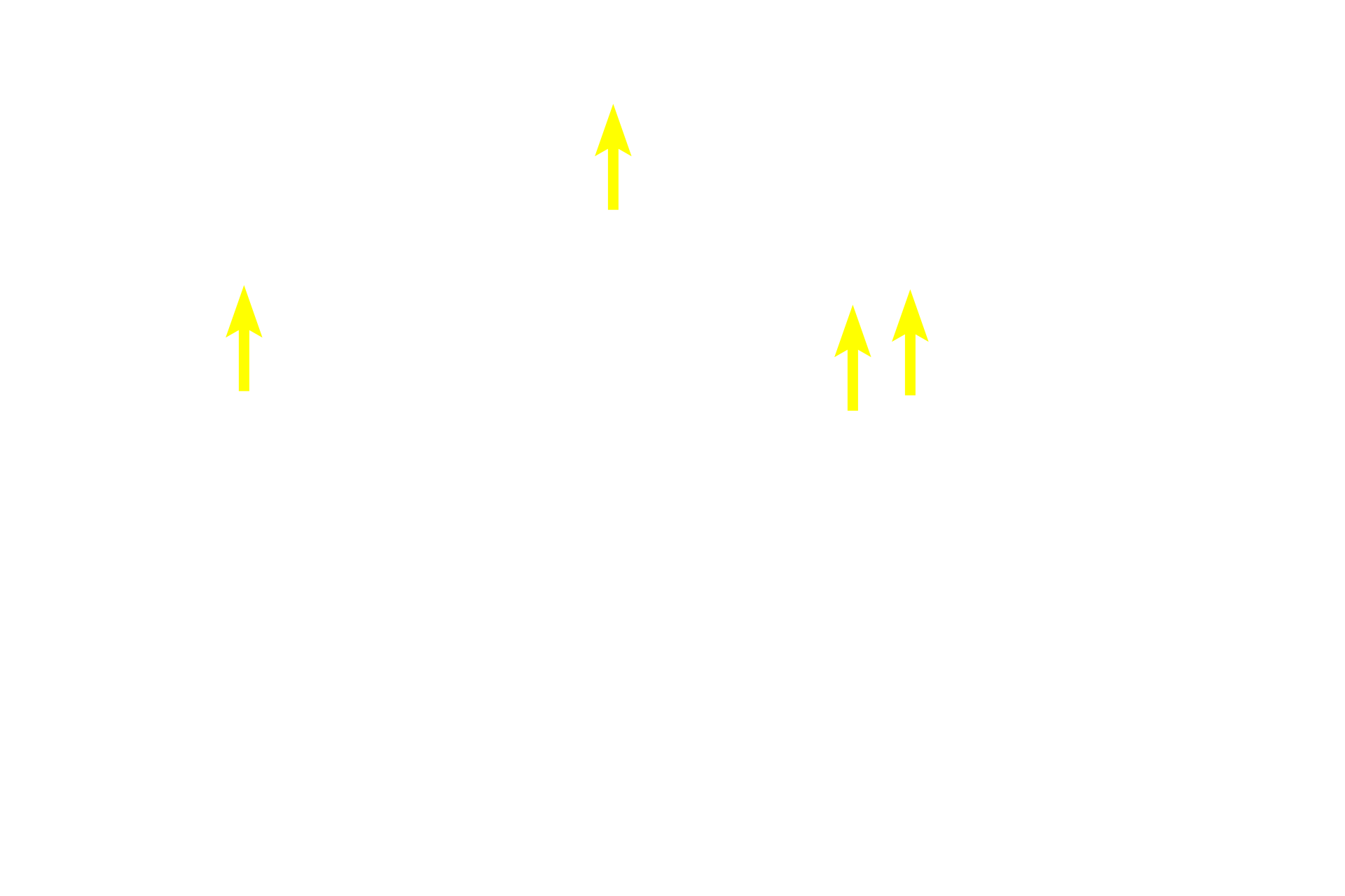  - Myofibrils <p>Muscle fibers appear as irregular polygons and their cytoplasm is filled with myofibrils. Their nuclei are not visible in this image.</p>

