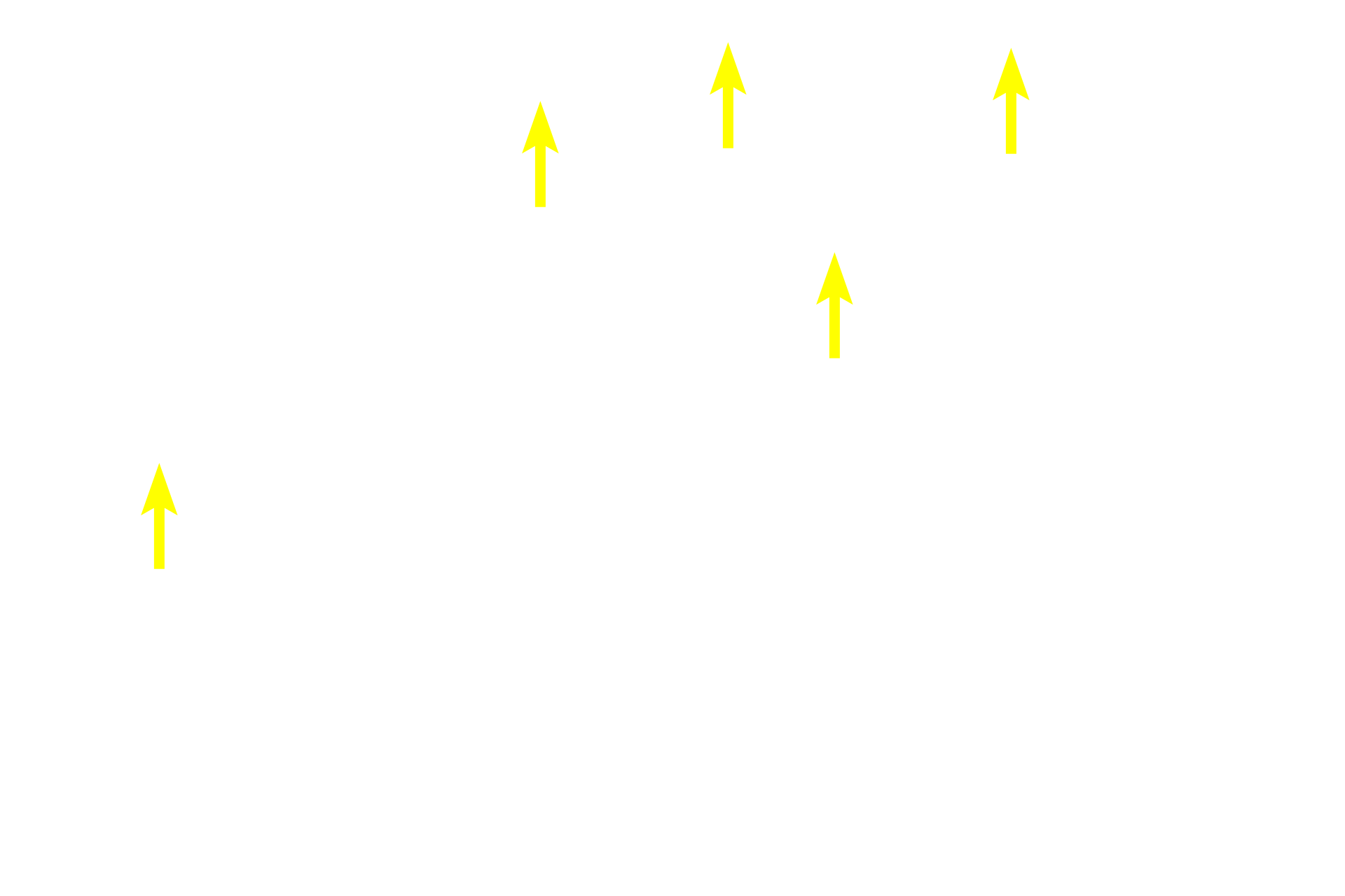 Endomysium > <p>The endomysium consists of a meshwork of reticular fibers that surround individual muscle fibers like a sleeve. In addition, the muscle fibers themselves secrete an external lamina that is similar in composition to the basal lamina of epithelial tissues.  The external lamina is closely apposed to the endomysium and some consider it to be a component of the endomysium.</p>
