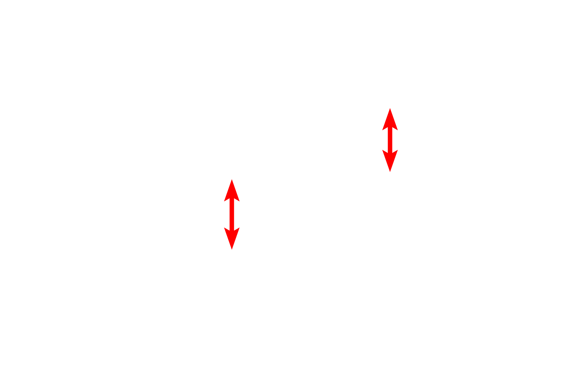 Nucleus <p>This image shows an electron micrograph of a squamous cell which lines body cavities.  The cell has very little cytoplasm; note how the nucleus conforms to the shape of the cell.  At its thinnest point, this cell is only 0.5 microns thick.  Serous membrane  15,000x</p>
