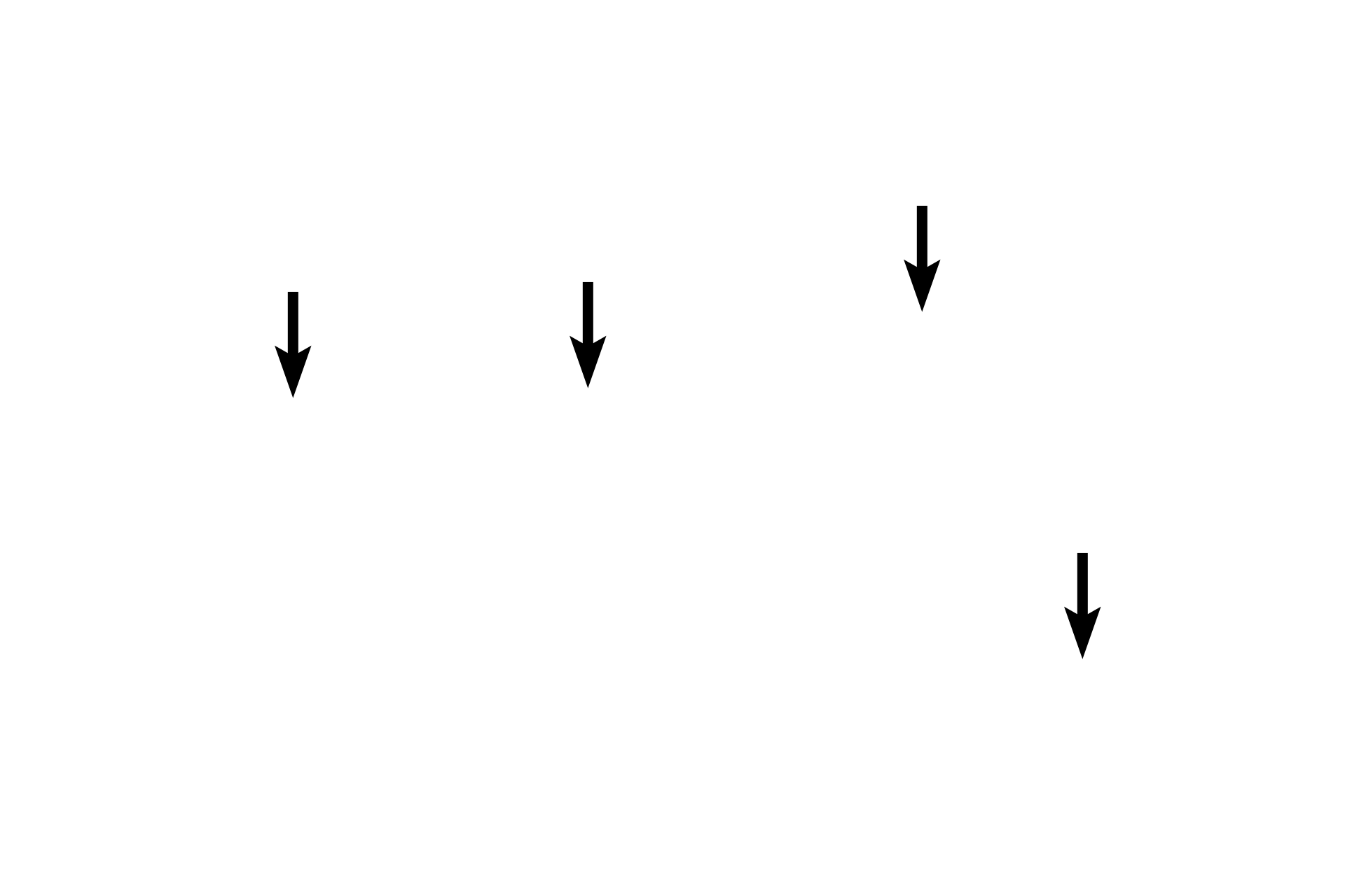  - Squamous cell nuclei <p>In the lining epithelium of the esophagus, squamous cells are present in multiple layers.  They function to resist abrasion by sloughing off without damage to the underlying tissue.  Note how the rounded basal cells become flattened as they reach the surface and how the shape of the nucleus conforms to the shape of each cell.  1000x</p>
