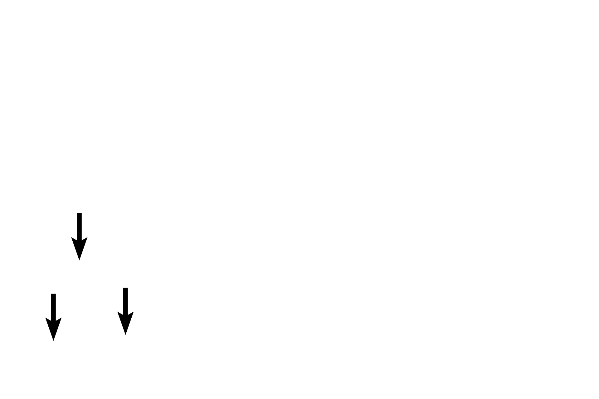 Basal cell nuclei <p>In the lining epithelium of the esophagus, squamous cells are present in multiple layers.  They function to resist abrasion by sloughing off without damage to the underlying tissue.  Note how the rounded basal cells become flattened as they reach the surface and how the shape of the nucleus conforms to the shape of each cell.  1000x</p>
