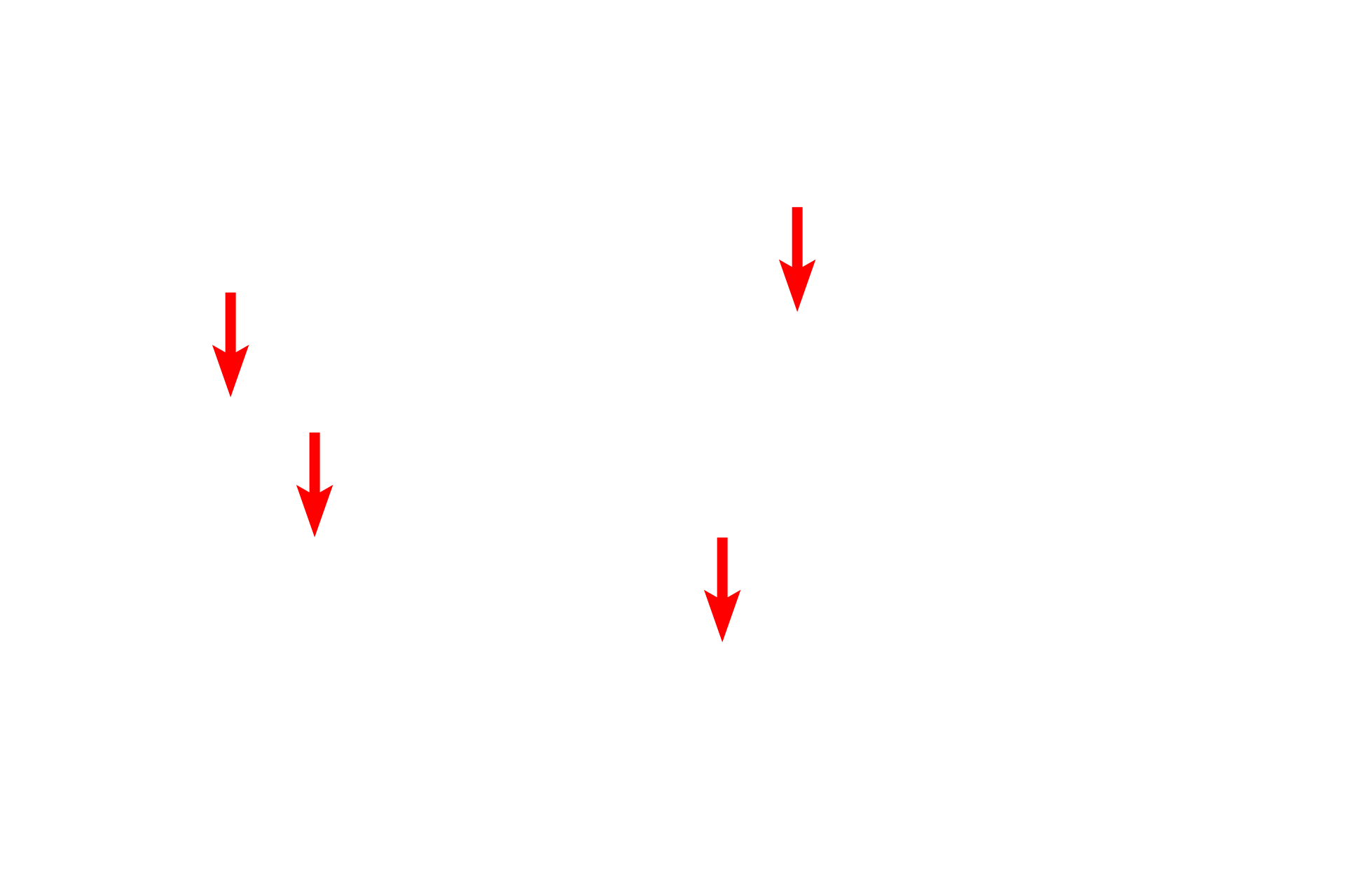 Processes <p>A stellate, or star-shaped nerve cell (multipolar neuron) has numerous long processes emanating from the cell body, with its nucleus and nucleolus.  The cytoplasm is filled with clumps of RER and polysomes called Nissl bodies. The numerous processes provide impulse conduction between multiple cells.  Spinal cord  400x</p>

