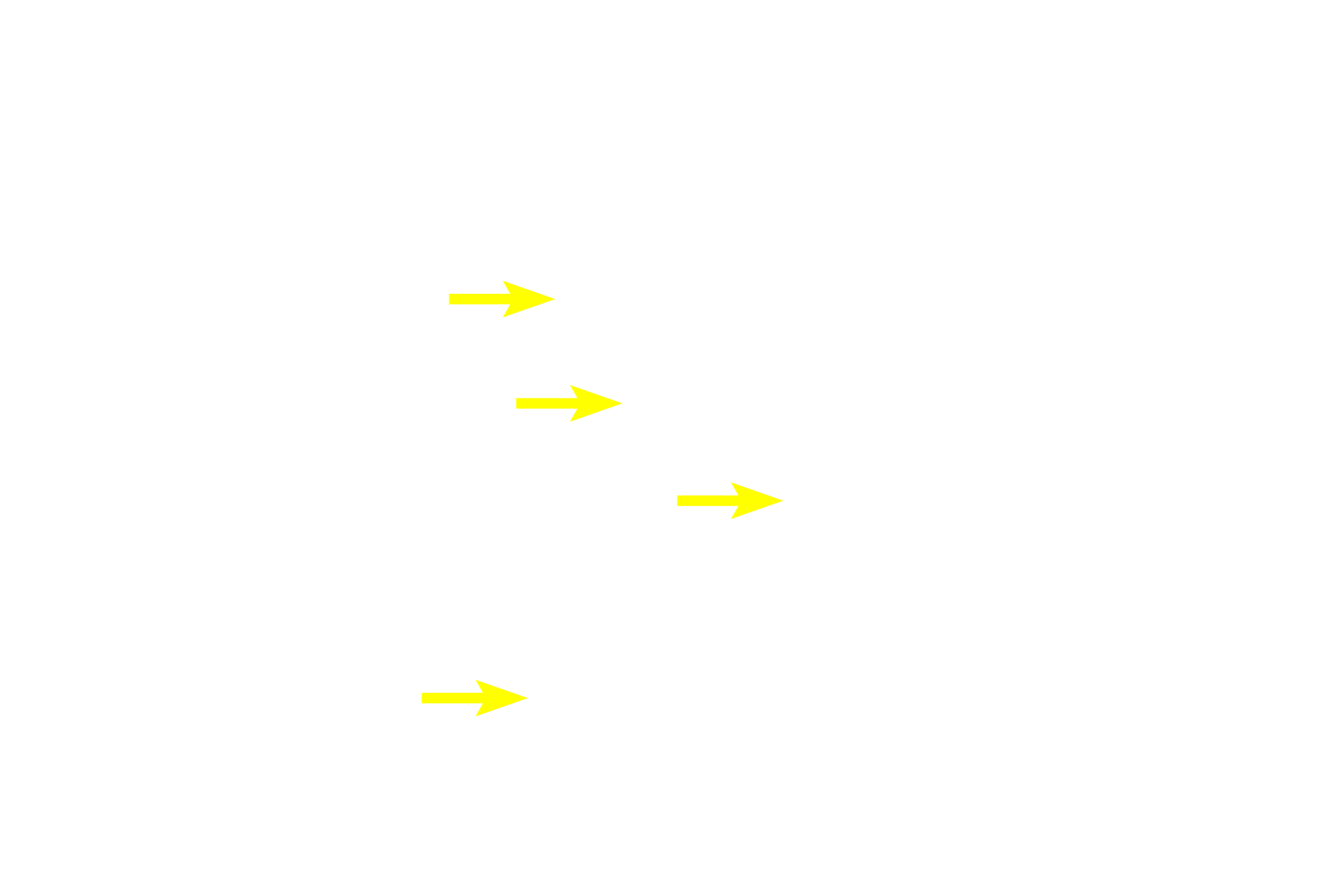 Nuclei <p>Osmium tetroxide is both a stain and a fixative for lipid. At the light microscopic level, as seen here, the reaction of osmium with lipid produces a brown color. Osmium is also routinely used to preserve lipid during tissue preparation for electron microscopy, where it also provides additional electron density to the tissue. Toluidine blue stain of oviduct 1000x</p>
