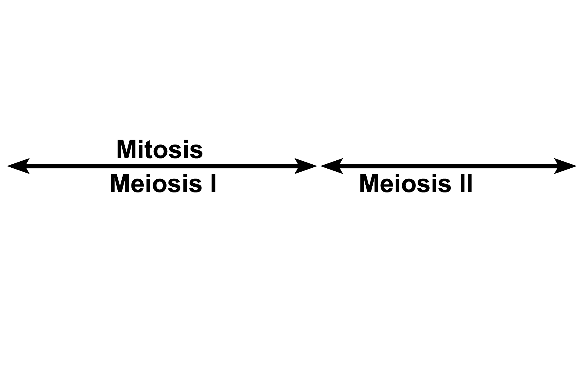 Mitosis vs Meiosis > <p>Mitosis consists of a single cell division resulting in the production of two identical daughter cells.  Meiosis entails two successive cell divisions:  reductional division, (Meiosis I), reducing chromosome number by one-half; and equational division (Meiosis II), reducing the DNA content by one-half.  Meiosis results in four dissimilar daughter cells.</p>
