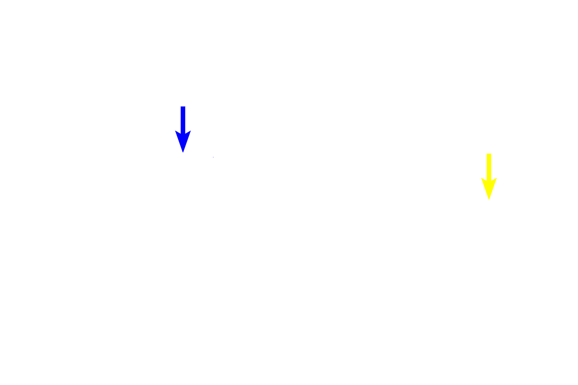  - Nuclear envelope <p>Interphase accounts for about 95% of the cell cycle. It consists of an initial a period of cell growth (G1), followed by a synthesis phase (S) during which DNA and centriole replication occurs, and lastly by a second growth phase (G2) just prior to mitosis.  This diagrammatic illustration of the G1 stage, depicts the chromosomes in the condensed state; they will not actually condense until prophase of mitosis.</p>
