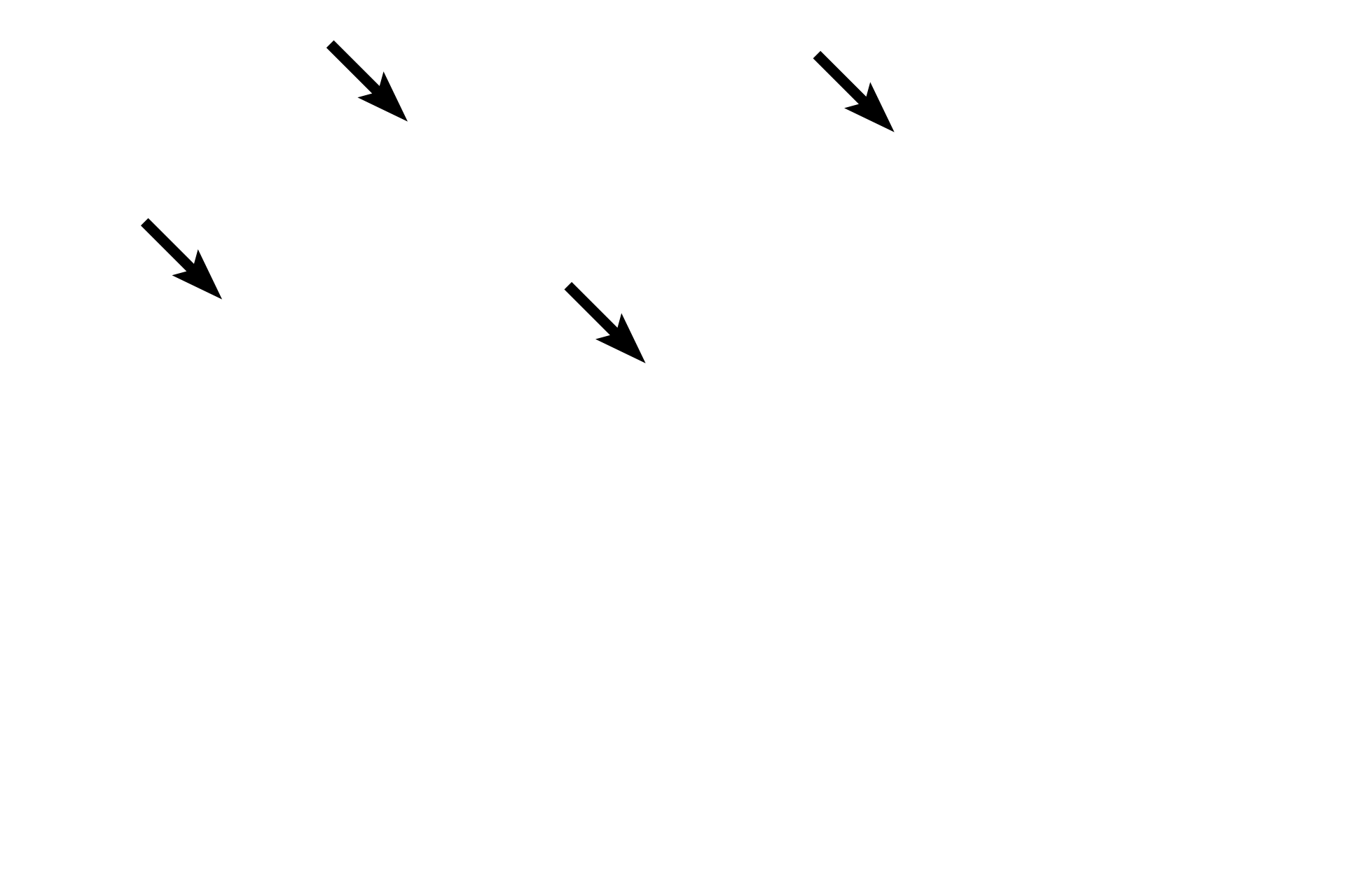 Nuclear envelopes <p>Cytokinesis produces gametes (ova or sperm), each containing one set of chromosomes (haploid, 1N).  However, while the nuclear events producing ova (oogenesis) and sperm (spermatogenesis) are similar, cytoplasmic stages are different between these processes.</p>
