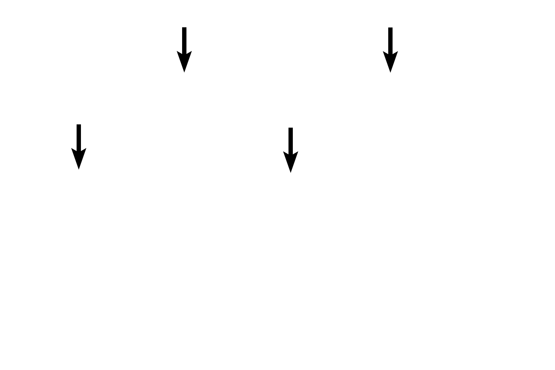 Nucleoli <p>Cytokinesis produces gametes (ova or sperm), each containing one set of chromosomes (haploid, 1N).  However, while the nuclear events producing ova (oogenesis) and sperm (spermatogenesis) are similar, cytoplasmic stages are different between these processes.</p>
