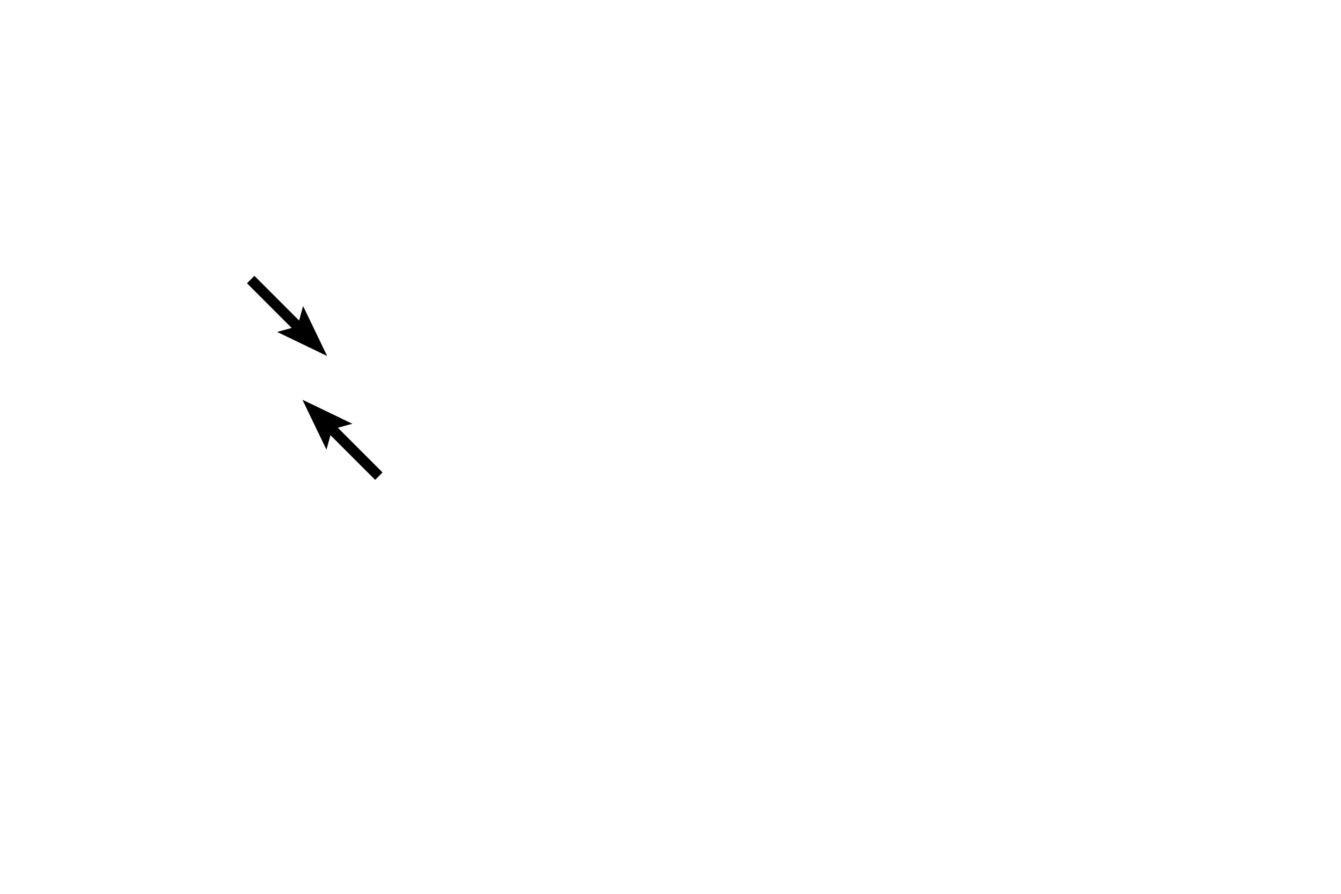 Sister chromatids <p>During prophase, chromosomes condense, centrosomes move to opposite poles of the cell, the mitotic spindle assembles and the nuclear envelope and the nucleolus disappear.</p>
