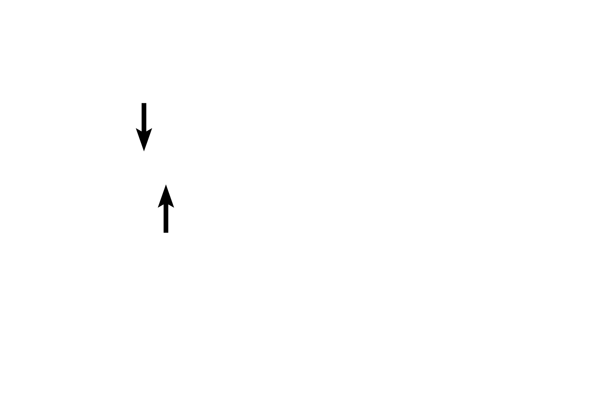 Sister chromatids <p>Anaphase begins as chiasmata break, allowing homologous chromosomes to separate.  Unlike mitosis, sister chromatids remain attached by cohesive proteins at their centromeres, and their kinetochores function together.  Anaphase ends with the segregation of one duplicated chromosome of each homologous pair to each spindle pole.</p>
