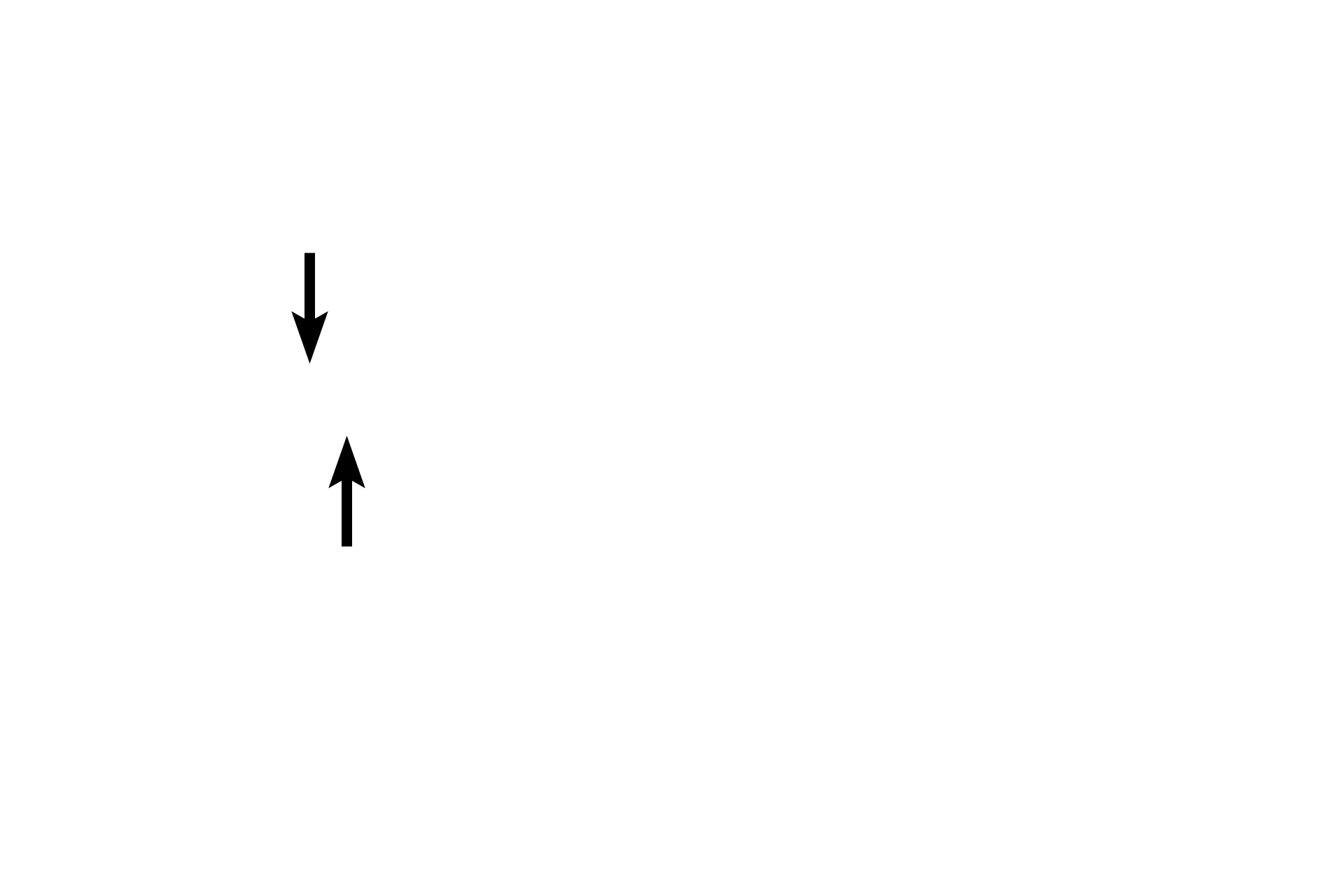 Sister chromatids <p>Cytokinesis in meiosis I results in the formation of two daughter cells, each with a single set of chromosomes (haploid, 1N).  The nuclear envelope has reformed and chromosomal DNA may decondense somewhat, but quickly recondenses.  Cells rapidly progress into prophase of meiosis II without passing through a second S phase.</p>
