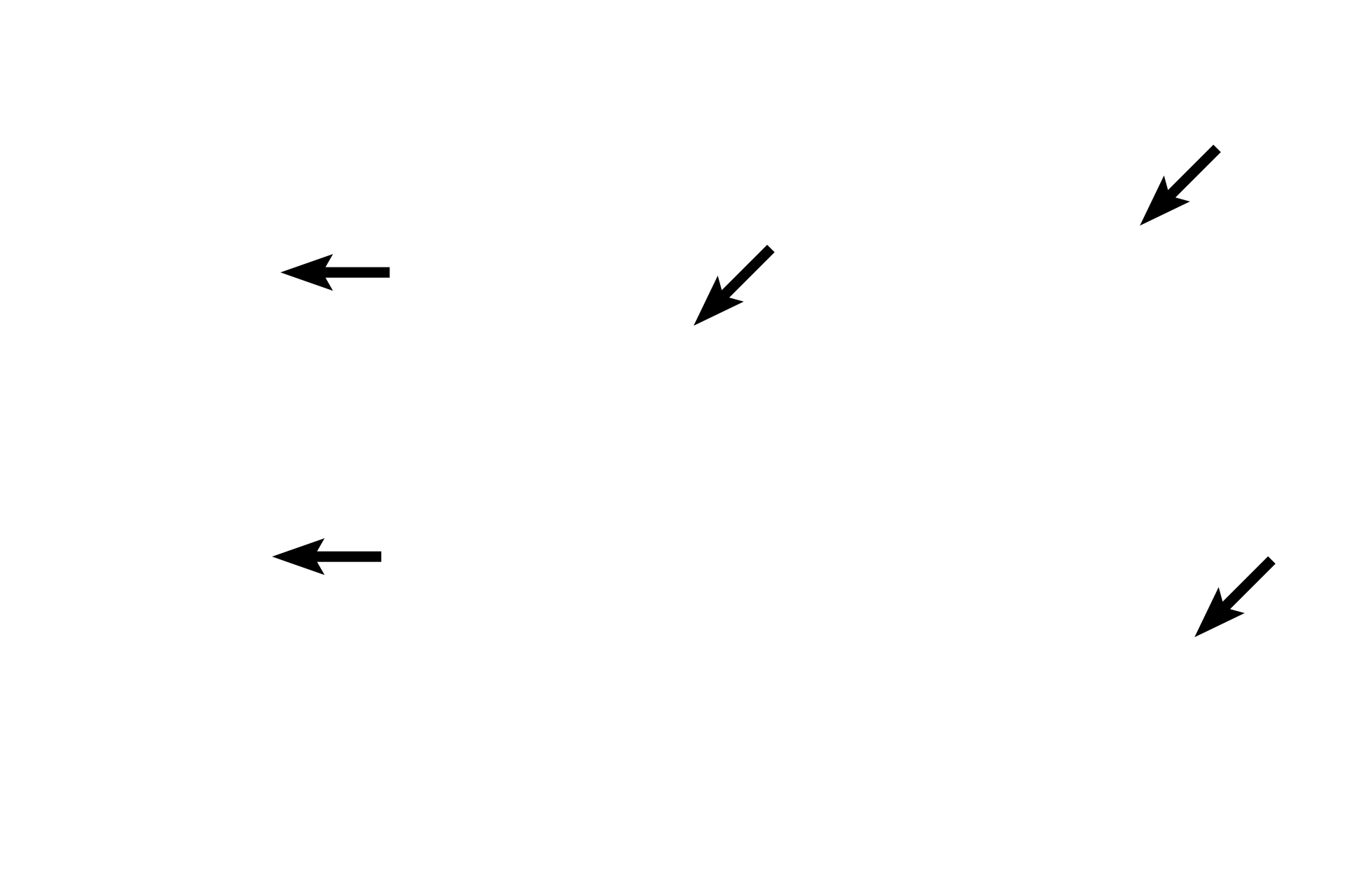 Interphase nuclei <p>These images show cells during interphase which is the longest phase of the cell cycle and accounts for the period of time when the cell is not in mitosis.  Chromatin is dispersed and the nuclear envelope is present.  During interphase, the cell passes through G1, S and G2 phases, leading to mitosis. Whitefish blastula 1500x</p>
