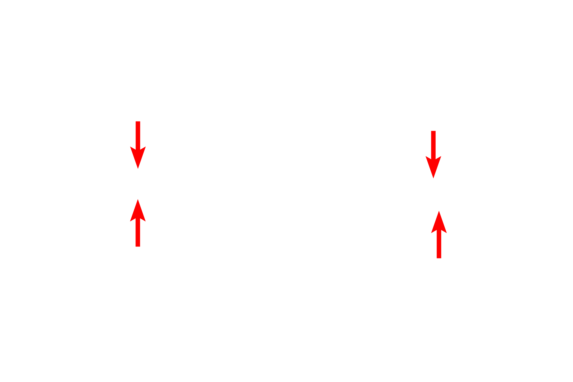 Cleavage furrow > <p>The cleavage furrow, marking the eventual separation site of the daughter cells, is formed by a contractile ring composed of actin and myosin filaments.  Interaction between the filaments tightens the ring and eventually pinches the cell into two daughter cells.</p>
