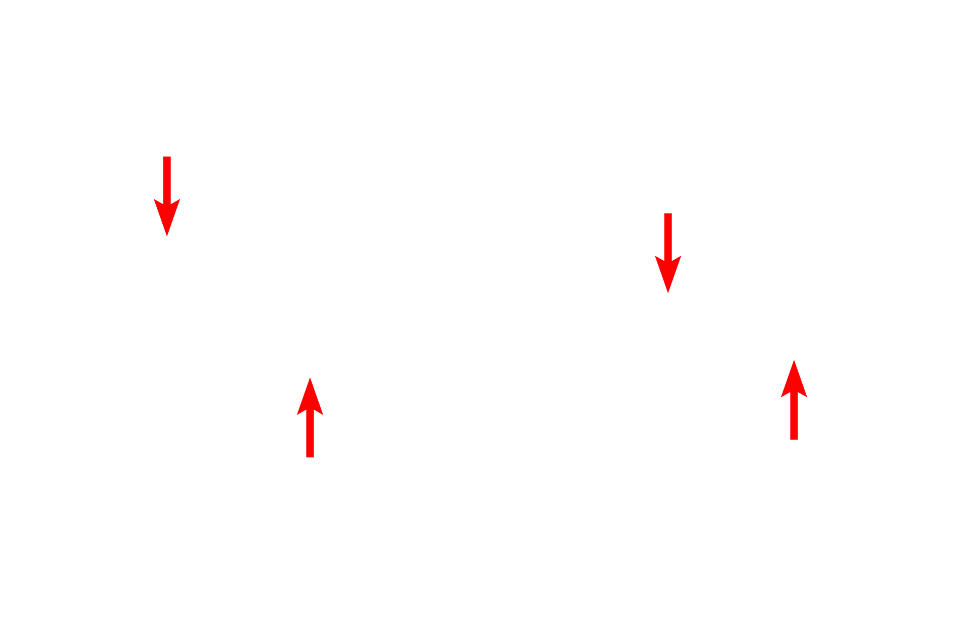 Daughter cells <p>The cleavage furrow, marking the eventual separation site of the daughter cells, is formed by a contractile ring composed of actin and myosin filaments.  Interaction between the filaments tightens the ring and eventually pinches the cell into two daughter cells.</p>
