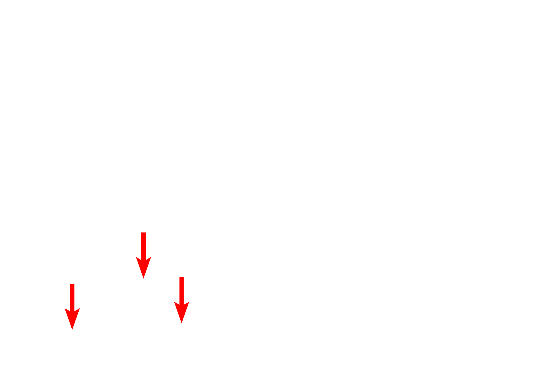 Microtubules <p>An electron micrograph shows two daughter cells in late telophase and cytokinesis.  The chromosomes are still condensed and the nuclear envelopes have not started to reform.  In the cell on the left, microtubules are seen extending from the centriole to the chromosomes.  Cytokinesis is nearly complete.  Inset: Magnified view of the area in the box.  5000x; Inset   15,000x</p>
