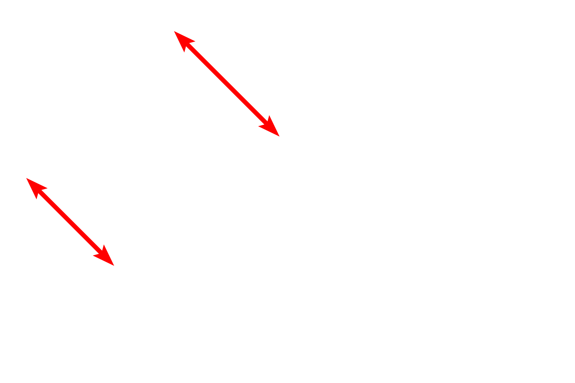 Connective tissue <p>Two cells in prophase are present among the interphase cells in this image from the basal layer of the esophageal epithelium.  Chromosomes are condensed in these cells and their nucleoli and nuclear envelopes are absent. 1000x</p>

