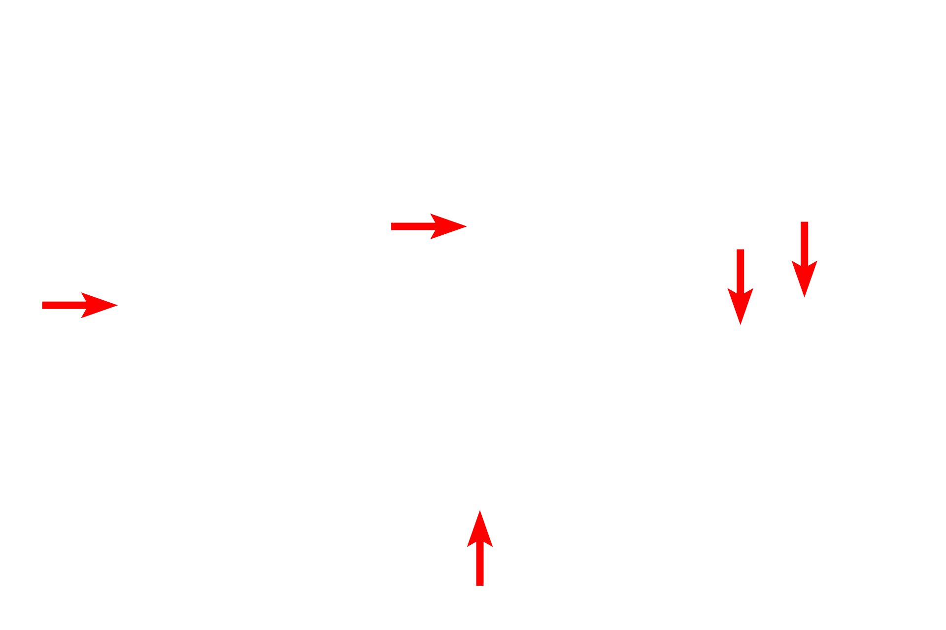 Spindle fibers <p>During metaphase, sister chromatids align forming the metaphase plate.  The first two panels show events early in this process as the chromatids migrate to the central region of the cell.  The third panel shows a fully formed metaphase plate with its mitotic spindle composed of microtubules.  Both centrosomes are also visible at the points where the microtubules converge. Whitefish blastula 1500x</p>
