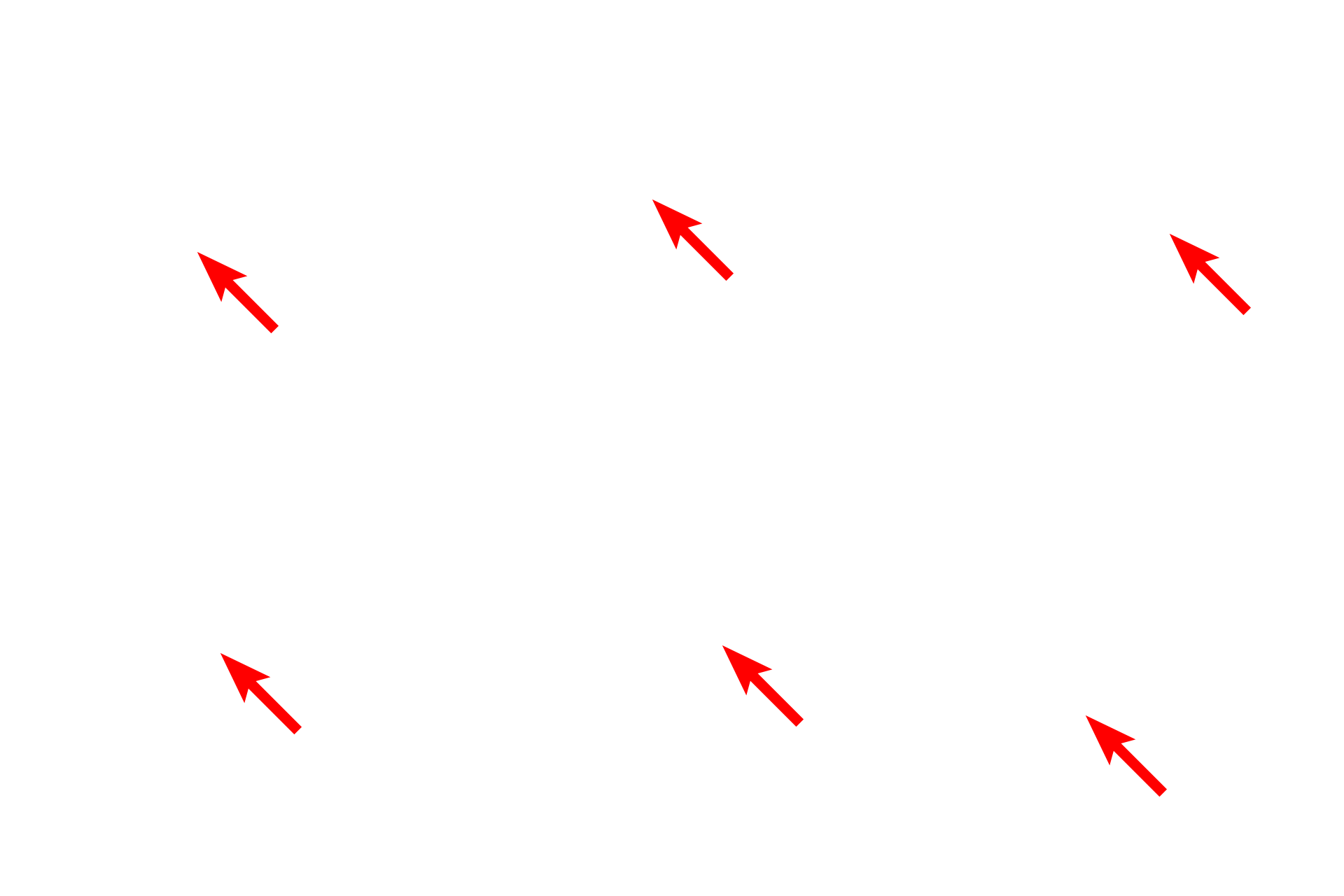 Chromosomes <p>Anaphase begins as sister chromatids separate, drawn toward each centrosome by spindle fibers of the spindle apparatus.  The process continues until late anaphase at which time the chromosomes have segregated to the poles in the eventual daughter cells.  Whitefish blastula  1500x</p>
