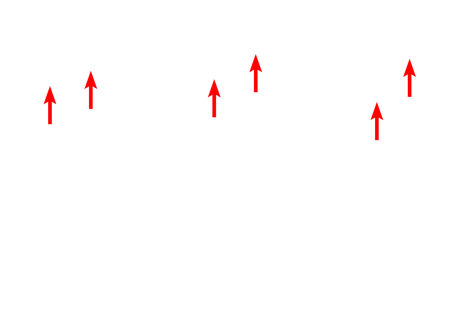 Spindle fibers <p>Anaphase begins as sister chromatids separate, drawn toward each centrosome by spindle fibers of the spindle apparatus.  The process continues until late anaphase at which time the chromosomes have segregated to the poles in the eventual daughter cells.  Whitefish blastula  1500x</p>
