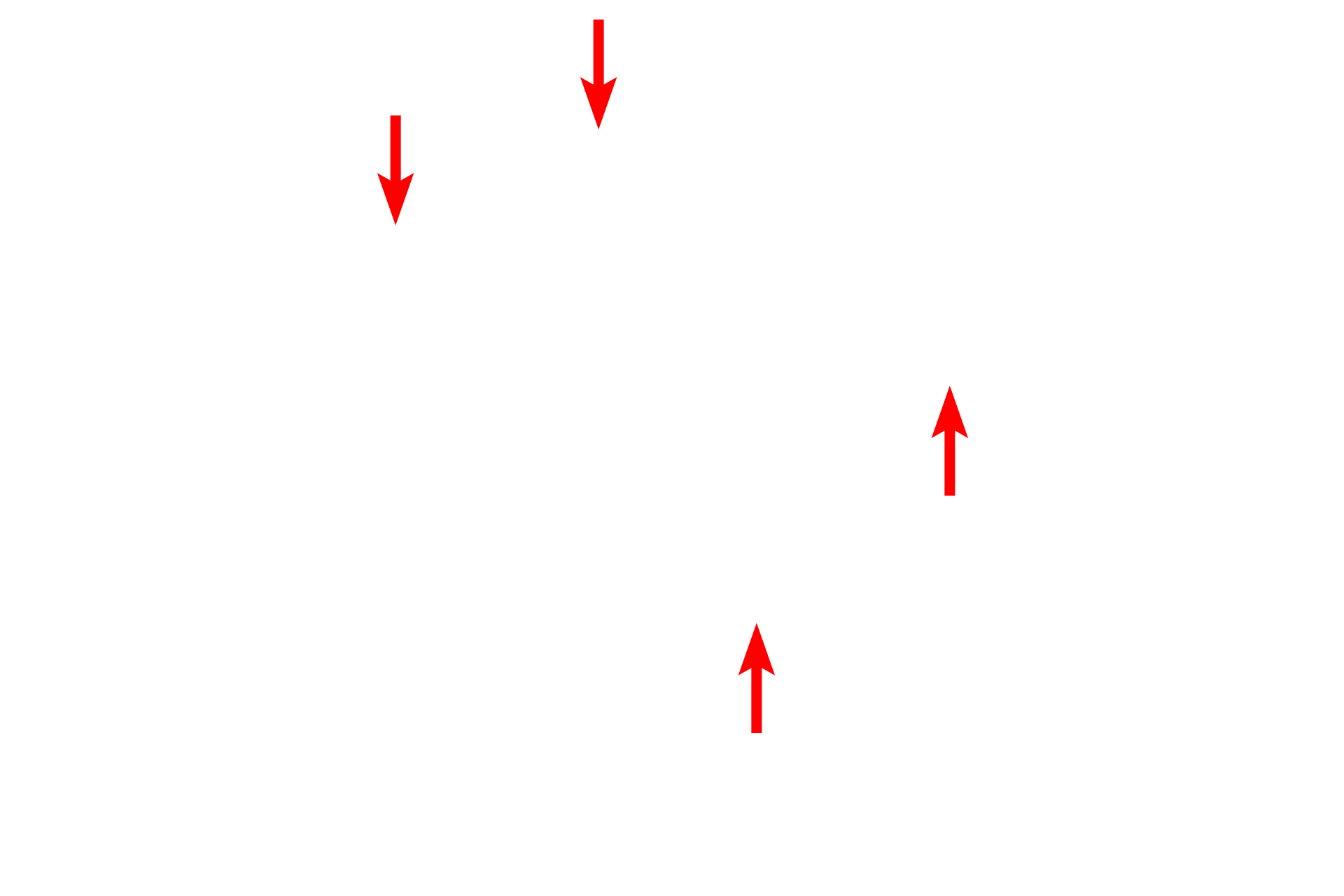 Chromosomes <p>This electron micrograph shows a mid-anaphase cell in which the chromosomes have separated and are attached to microtubules of the spindle apparatus.  Neither the nuclear envelope nor nucleolus is present.  While the nuclear envelope fragments into vesicles, remnants of the RER remain intact.  5000x</p>
