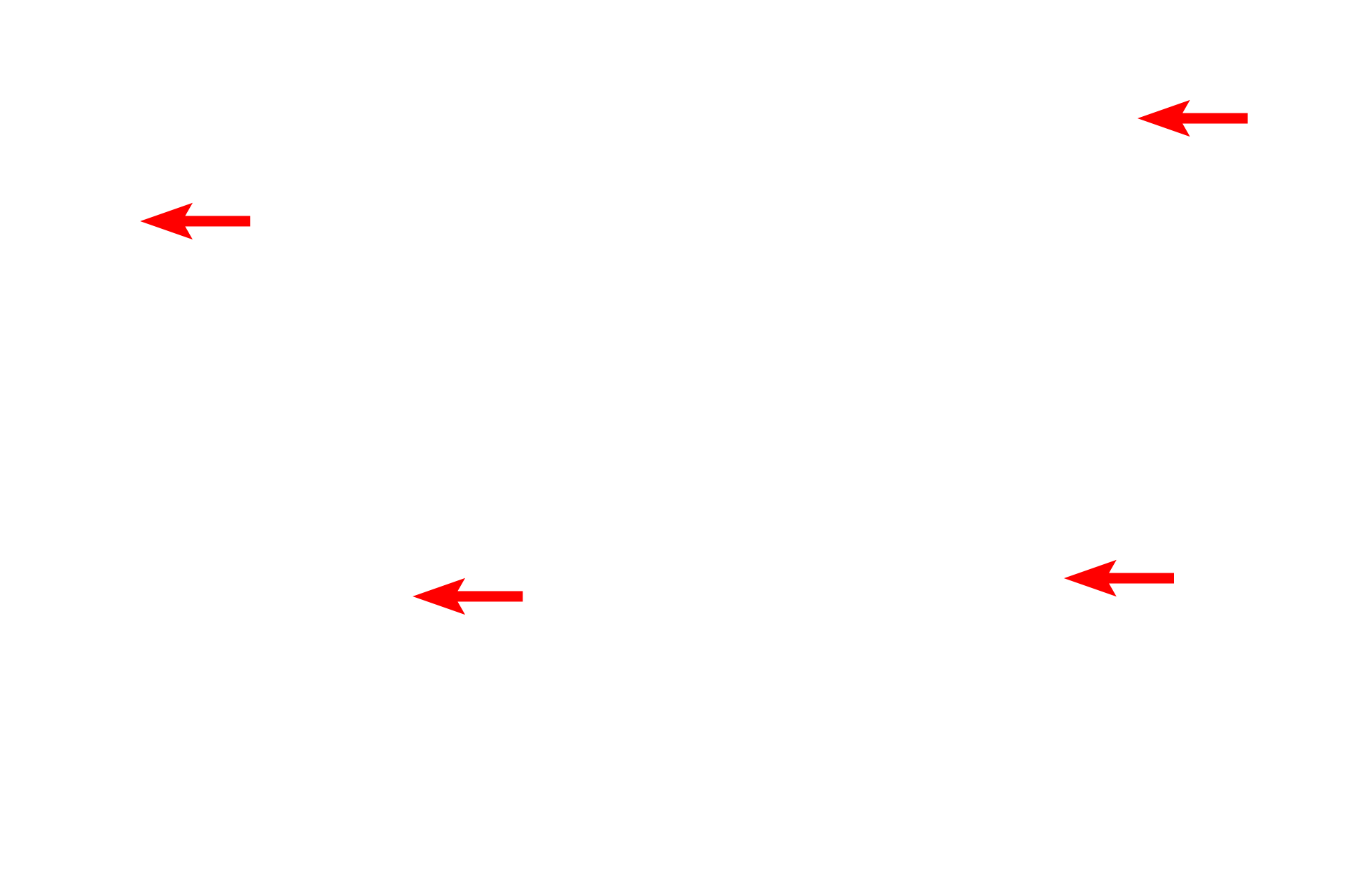 Mitochondria <p>This electron micrograph shows a mid-anaphase cell in which the chromosomes have separated and are attached to microtubules of the spindle apparatus.  Neither the nuclear envelope nor nucleolus is present.  While the nuclear envelope fragments into vesicles, remnants of the RER remain intact.  5000x</p>
