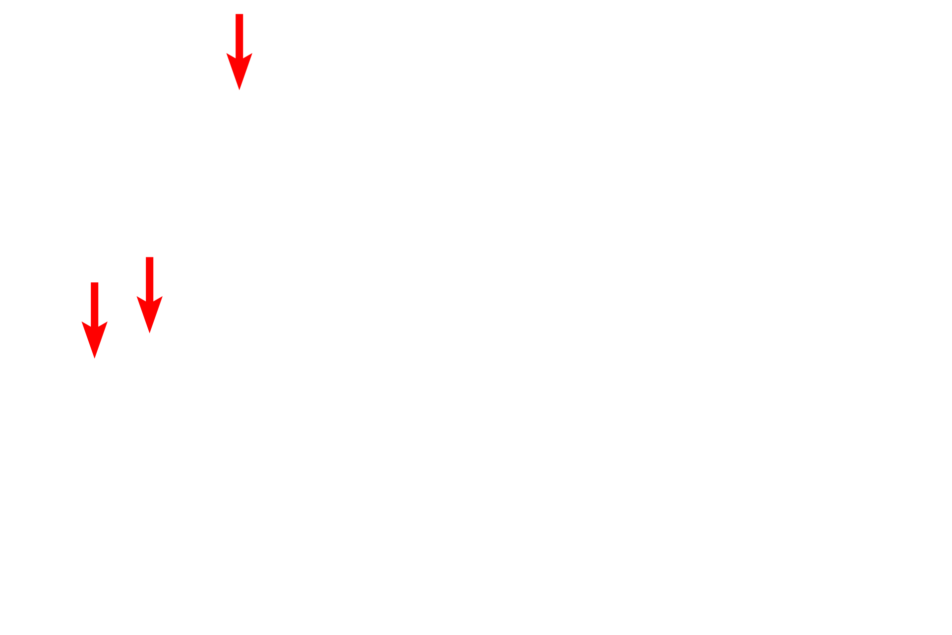 Microvilli <p>Microfilaments also provide support for microvilli in the apical region of epithelial cells.  Microvilli contain bundles of microfilaments that insert into a network of microfilaments, called the terminal web, located beneath the microvilli in the apex of the cells.  Microfilaments also associate with cell junctions.  Small intestine  35,000x</p>
