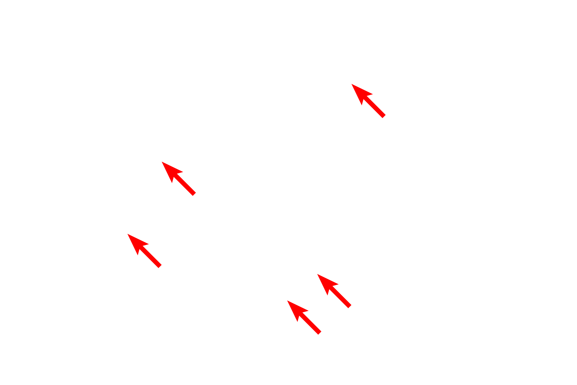 Microfilament bundles <p>Microfilaments also provide support for microvilli in the apical region of epithelial cells.  Microvilli contain bundles of microfilaments that insert into a network of microfilaments, called the terminal web, located beneath the microvilli in the apex of the cells.  Microfilaments also associate with cell junctions.  Small intestine  35,000x</p>

