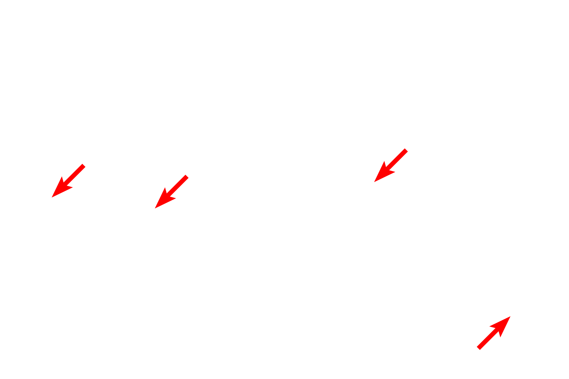 Plasma membranes <p>Microfilaments also provide support for microvilli in the apical region of epithelial cells.  Microvilli contain bundles of microfilaments that insert into a network of microfilaments, called the terminal web, located beneath the microvilli in the apex of the cells.  Microfilaments also associate with cell junctions.  Small intestine  35,000x</p>
