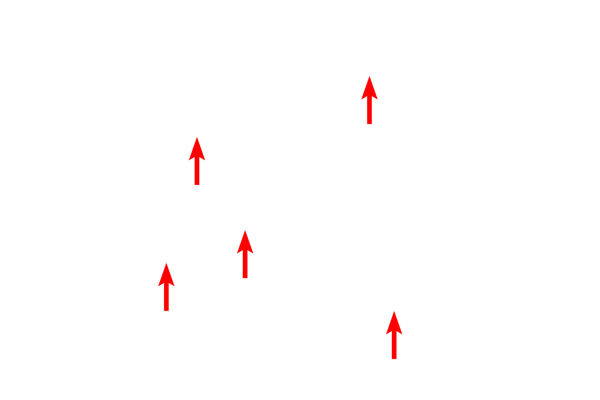 Intermediate filaments <p>In addition to providing intracellular support, intermediate filaments are also associated with some adherent intercellular junctions.  These adherent junctions provide cell-to-extracellular matrix attachment in the form of hemidesmosomes (left) and cell-to-cell attachments in the form of desmosomes (right).  30,000x, 70,000x</p>
