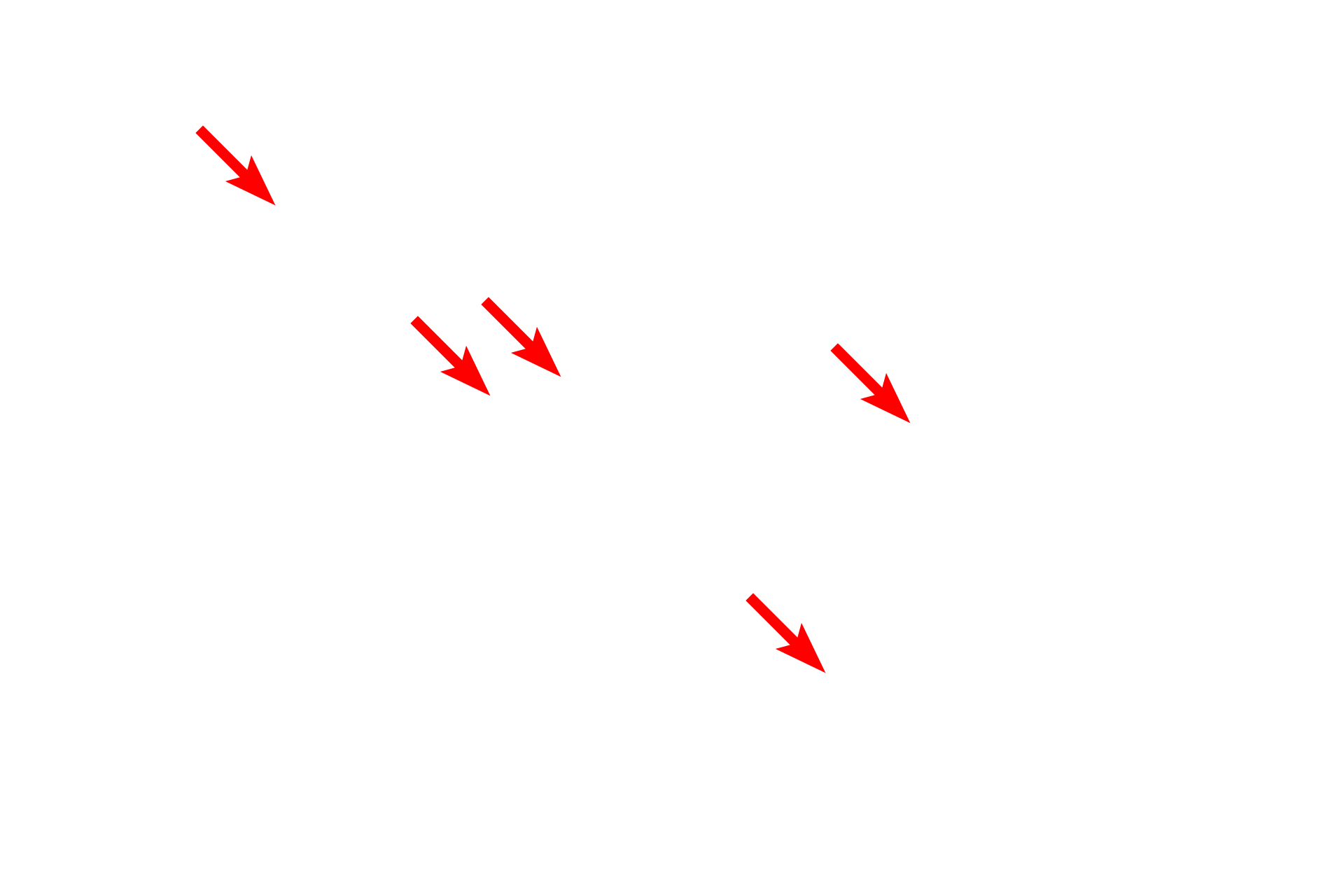 Microtubules <p>This electron micrograph shows myelinated axons cut in cross section.  The hollow microtubules and the intermediate filaments are especially prominent in axons, where they provide intracellular transport and support, respectively.  In nerve cells, intermediate filaments are called neurofilaments.  Intermediate filaments in a non-neuronal cells are also visible.  Brain 50,000x</p>
