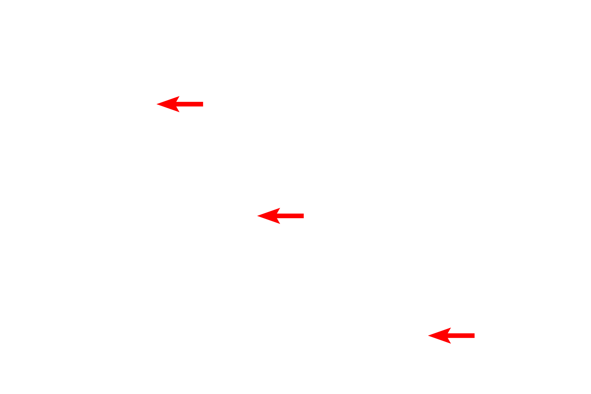 Myelin <p>This electron micrograph shows myelinated axons cut in cross section.  The hollow microtubules and the intermediate filaments are especially prominent in axons, where they provide intracellular transport and support, respectively.  In nerve cells, intermediate filaments are called neurofilaments.  Intermediate filaments in a non-neuronal cells are also visible.  Brain 50,000x</p>

