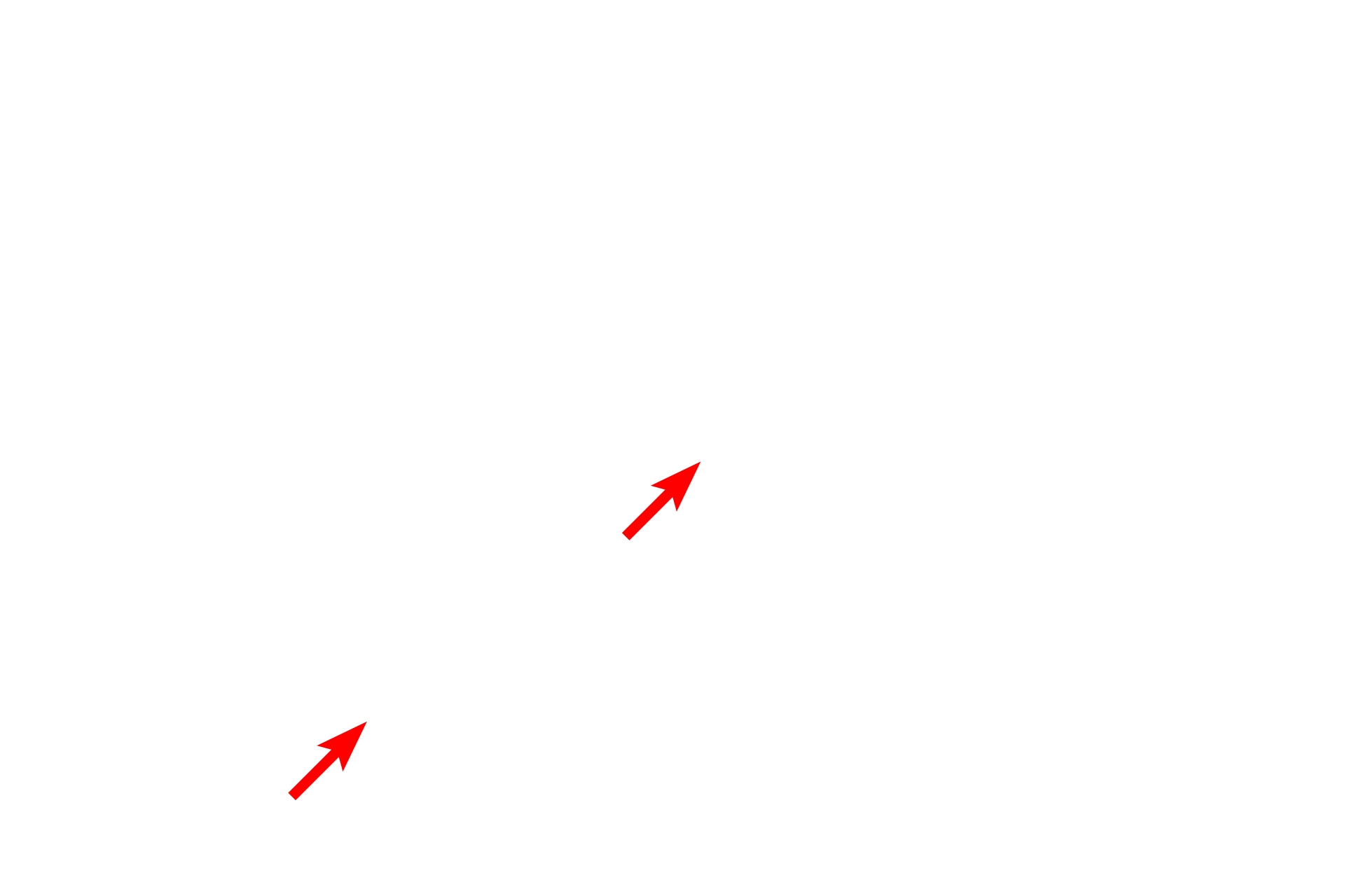 Mitochondria <p>This electron micrograph shows myelinated axons cut in cross section.  The hollow microtubules and the intermediate filaments are especially prominent in axons, where they provide intracellular transport and support, respectively.  In nerve cells, intermediate filaments are called neurofilaments.  Intermediate filaments in a non-neuronal cells are also visible.  Brain 50,000x</p>
