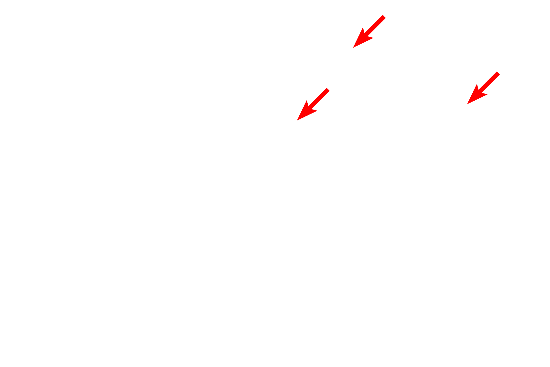 Cilia <p>A basal body has the same structure as a centriole but is found at the base of a cilium or a flagellum.  Both cilia and flagella are supported by a core of microtubules called the axoneme.  The axoneme is composed of nine pairs of microtubules that extend from the basal body and surround a centrally located doublet of microtubules.  The axoneme provides motility for the cilia and flagella.</p>
