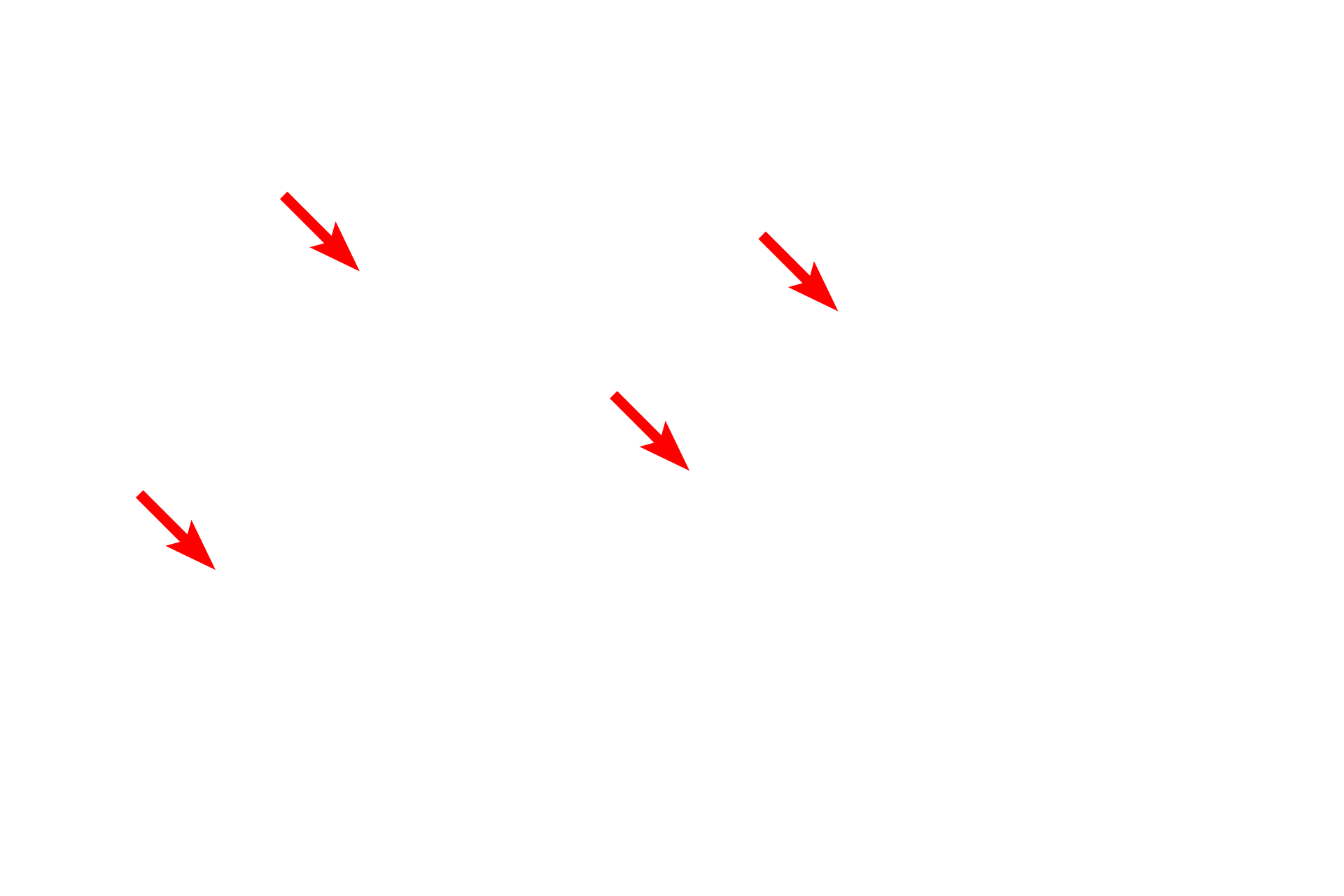 Mitochondria <p>SER consists of interconnected tubules and is the major site of lipid synthesis and calcium storage in the cell.  The majority of the SER in this field is cut in cross section and, thus, appears as circular profiles. The amount of SER in a cell varies greatly depending on the function of the cell, e.g., SER is abundant in steroid secreting cells and liver cells (hepatocytes) for detoxification.  25,000x</p>
