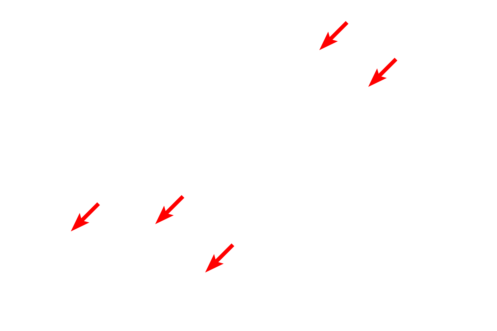 RER > <p>RER consists of a system of interconnected, flattened, membranous sacs or cisterns which have ribosomes on their outer surfaces.  In this image, RER fills most of the cytoplasm.  Secretory proteins produced by the surface ribosomes enter a space between the membranes.  The RER membrane is continuous with the outer nuclear membrane.</p>
