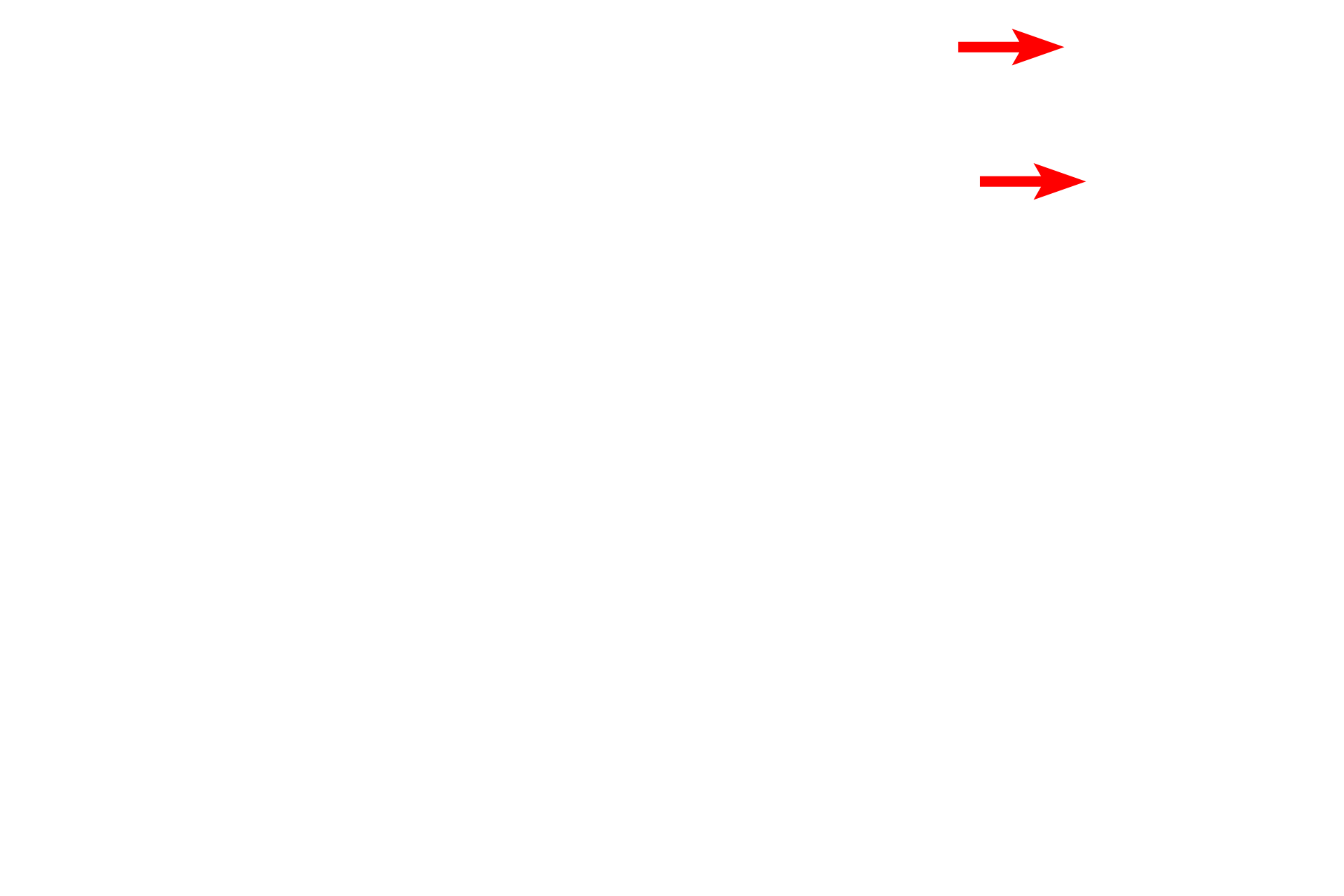 Transport vesicles <p>The RER consists of flattened, interconnected membranous sacs (cisterns) continuous with the nuclear envelope.  RER possesses ribosomes on the cytoplasmic surface of the membrane.  Proteins synthesized by the RER accumulate within the cisterns and are transported, via transport vesicles, to the Golgi for processing and packaging.  58,000x</p>
