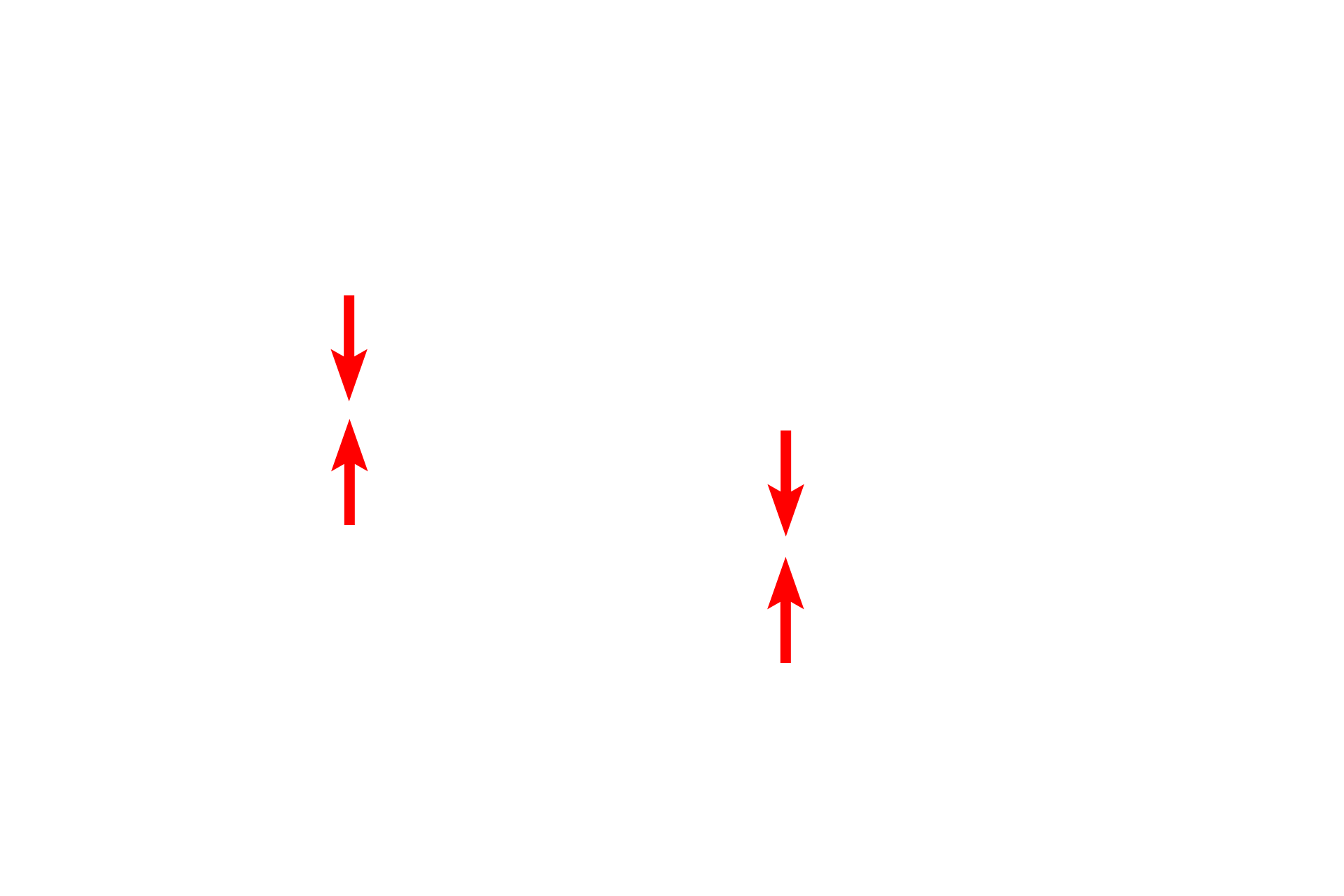  - Nuclear envelope <p>The RER consists of flattened, interconnected membranous sacs (cisterns) continuous with the nuclear envelope.  RER possesses ribosomes on the cytoplasmic surface of the membrane.  Proteins synthesized by the RER accumulate within the cisterns and are transported, via transport vesicles, to the Golgi for processing and packaging.  58,000x</p>
