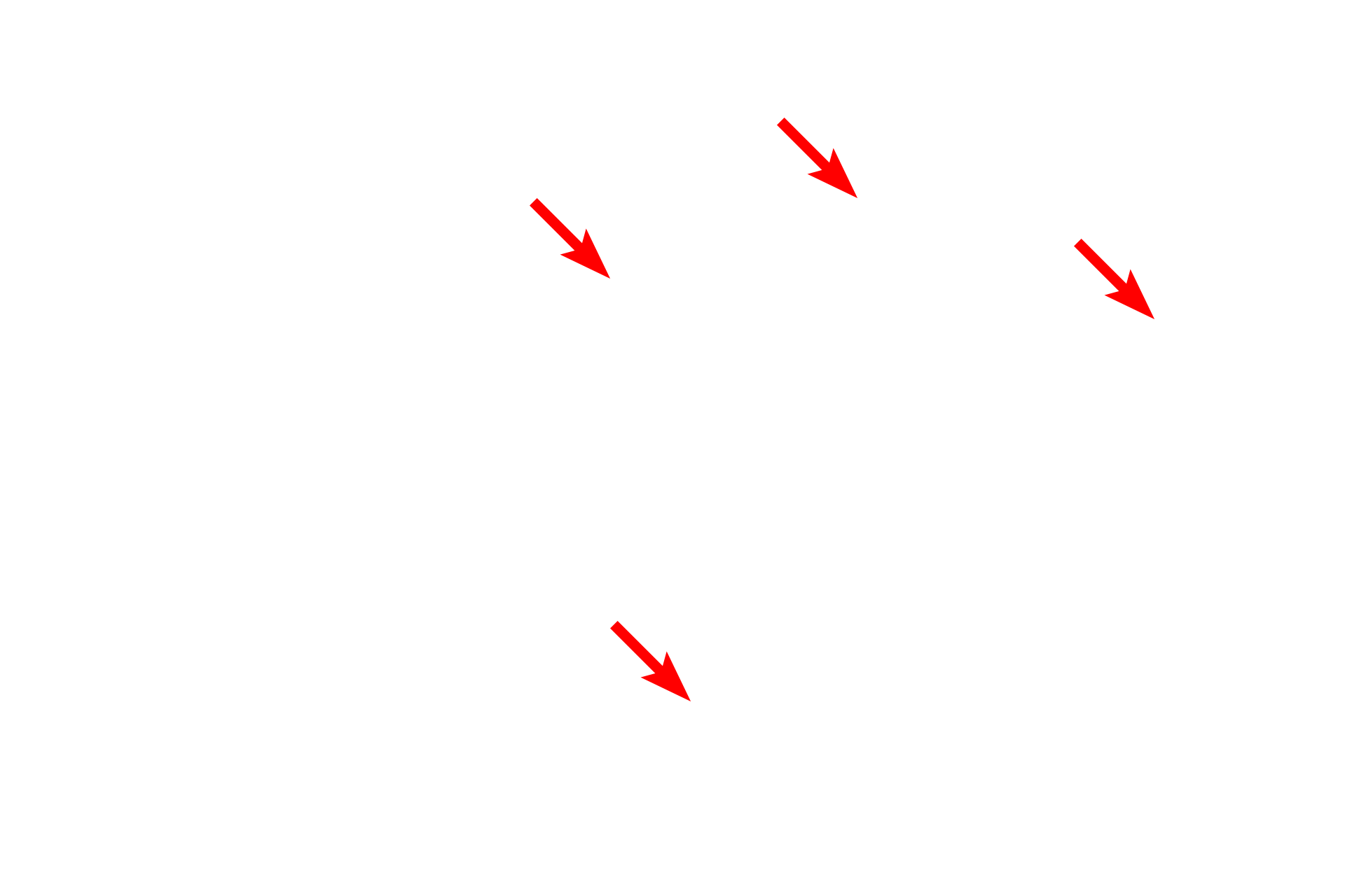  - Cistern lumen <p>This high magnification electron micrograph shows ribosomes aligned along the cytoplasmic surface of the membranes of the endoplasmic reticulum.  Ribosomes, approximately 25 nanometers in diameter, synthesize proteins, which are either inserted into the RER membrane or are translocated into the lumen of the cistern.  65,000x</p>
