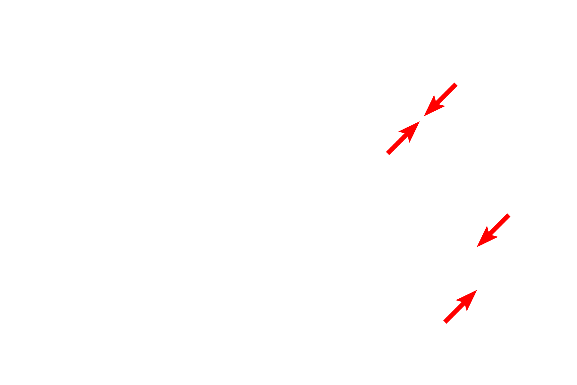 Plasma membranes <p>The amount of RER in a cell varies depending on the function of the cell.  This image shows portions of four RER cisterns in a cell with a modest amount of overall RER.  The closely apposed plasma membranes of two adjacent cells are also visible.  45,000x</p>
