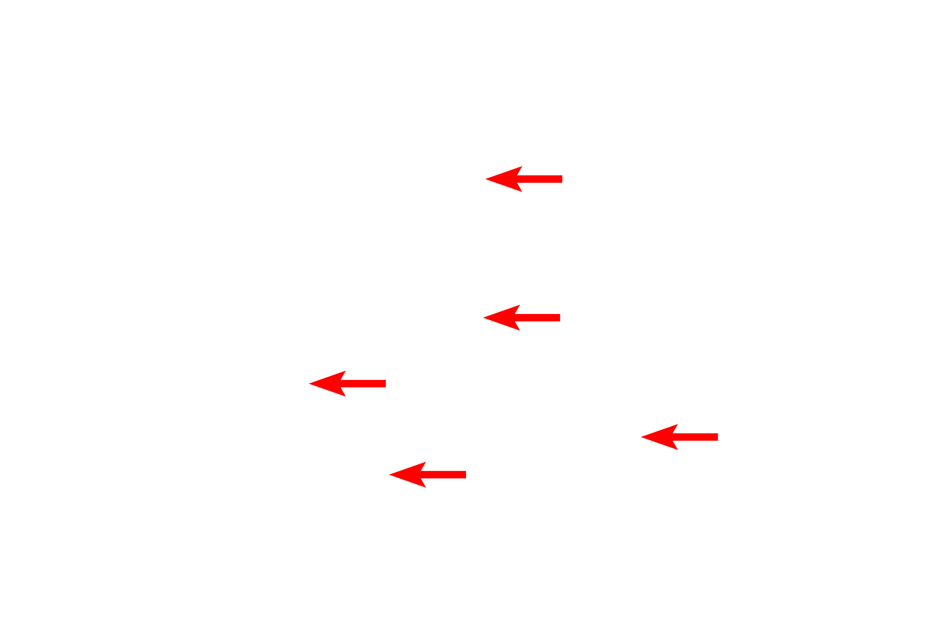 Ribosomes <p>In actively secreting cells, the RER is very extensive and consists of large numbers of interconnecting, flattened sacs or cisterns.  Also visible in this field is the nuclear envelope showing ribosomes on the cytoplasmic surface of the outer nuclear membrane.  Mitochondria and lipid droplets are also present.  40,000x</p>
