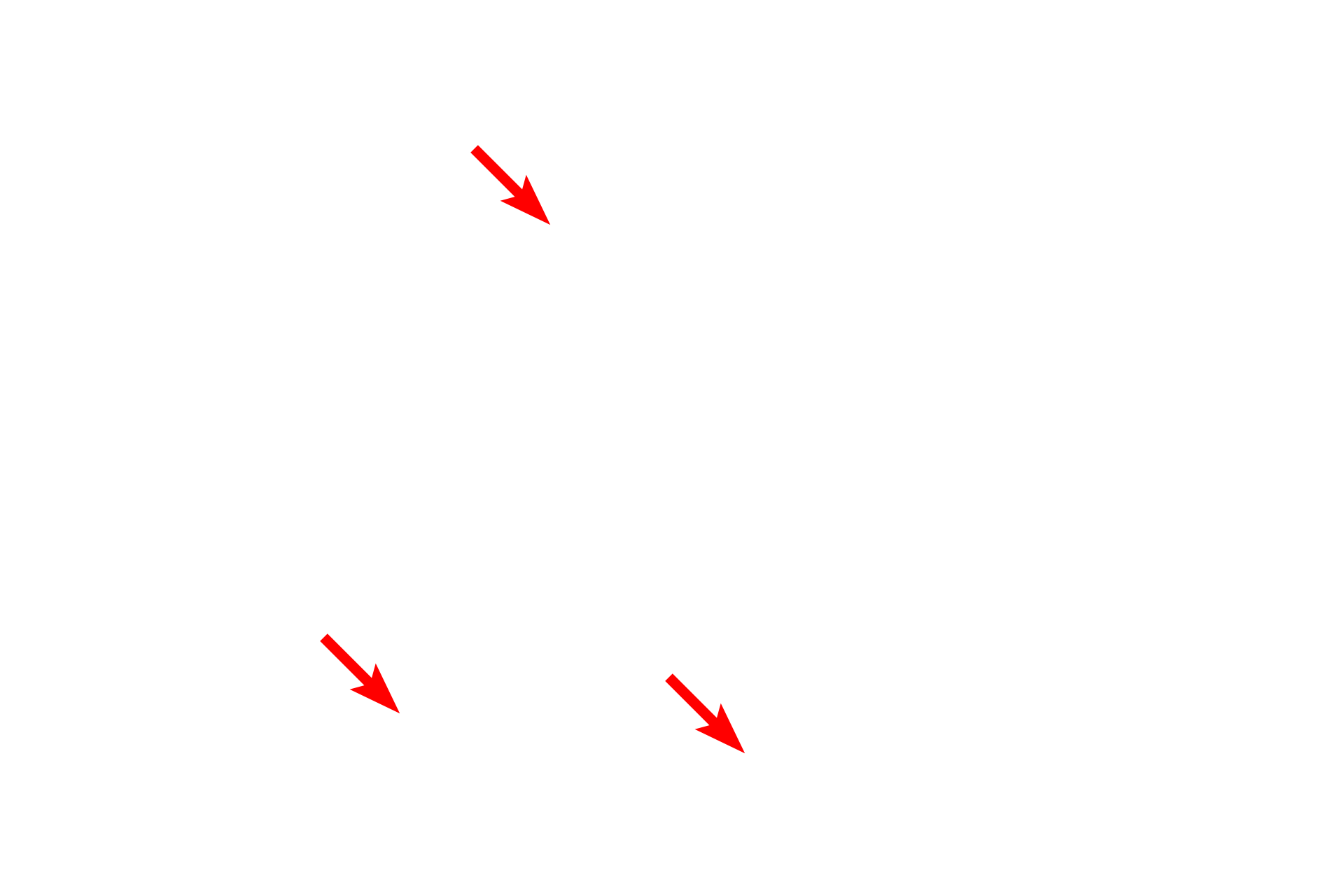 Mitochondria <p>In actively secreting cells, the RER is very extensive and consists of large numbers of interconnecting, flattened sacs or cisterns.  Also visible in this field is the nuclear envelope showing ribosomes on the cytoplasmic surface of the outer nuclear membrane.  Mitochondria and lipid droplets are also present.  40,000x</p>
