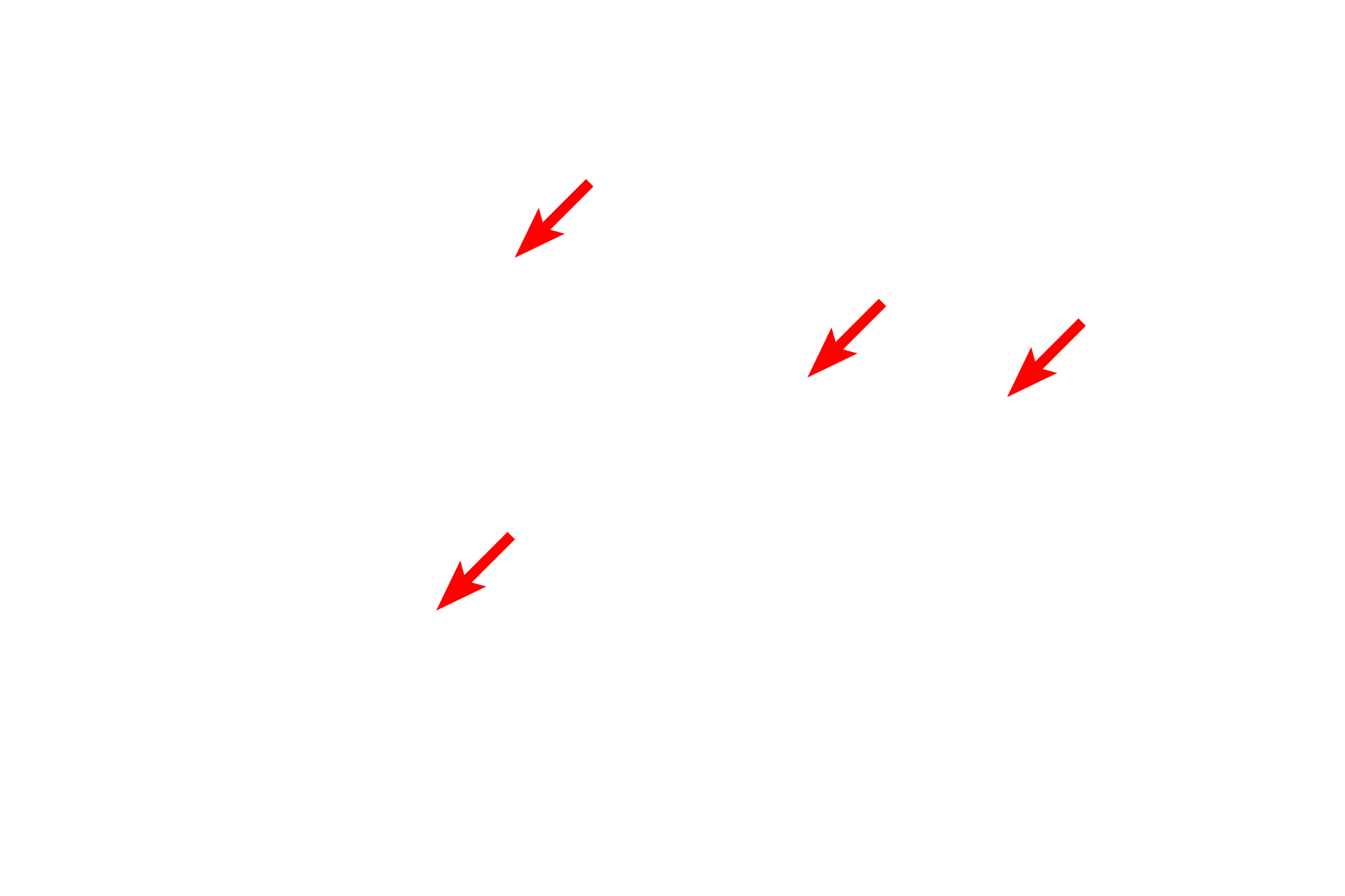 Mitochondria <p>This binucleated liver cell (hepatocyte) possesses numerous organelles, as well as accumulations of glycogen granules.  Glycogen granules, which are not enclosed by a membrane, are the storage form of glucose.  Glycogen granules often aggregate in the cytoplasm and appear highly electron-dense in the electron microscope, as seen here.  7500x</p>
