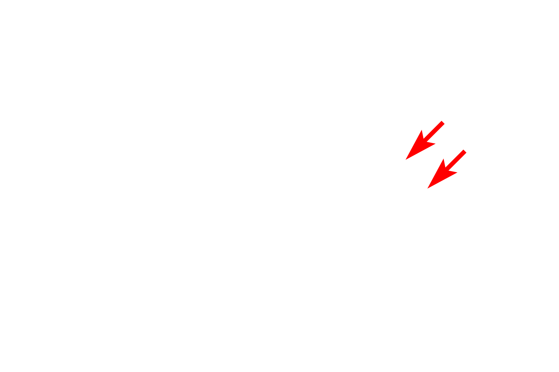  - Forming (cis) face <p>The Golgi, usually located near the nucleus, consists of flattened, membranous sacs. These sacs receive newly synthesized proteins from the RER via transport vesicles.  The vesicles fuse with the forming face of the Golgi, and their proteins are post-translationally modified, e.g., glycosylated or phosphorylated, and packaged on the maturing face of the Golgi for transport through the cell.</p>
