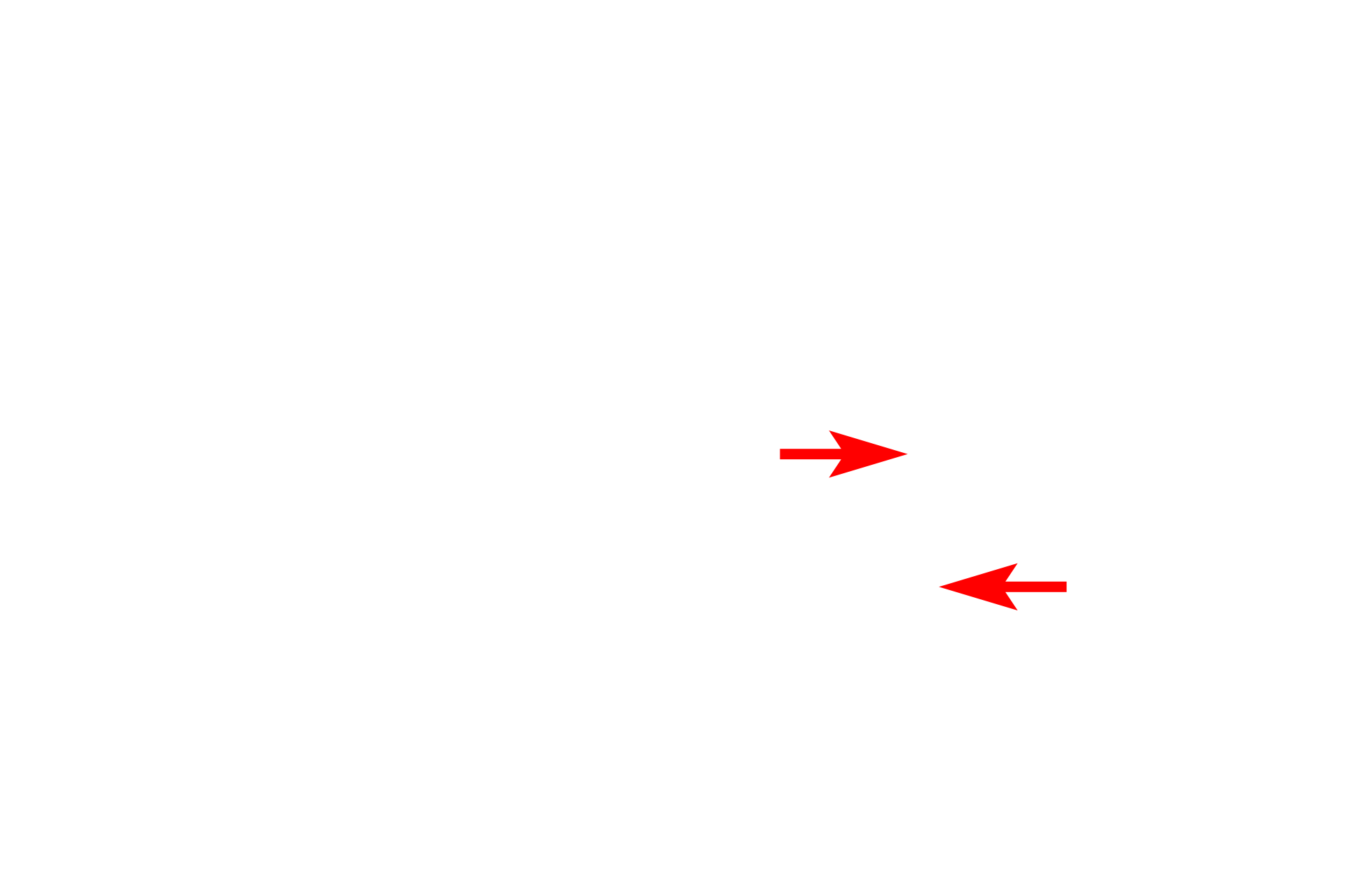 Pre-lysosomal vesicles > <p>The Golgi also produces pre-lysosomal vesicles containing hydrolytic enzymes. These vesicles form primary lysosomes by fusion with endosomes, containing materials derived by endocytosis, phagocytosis or by autophagocytosis of worn-out organelles. The hydrolytic enzymes in primary lysosomes break down the endosomal contents, thus transitioning into secondary lysosomes.</p>
