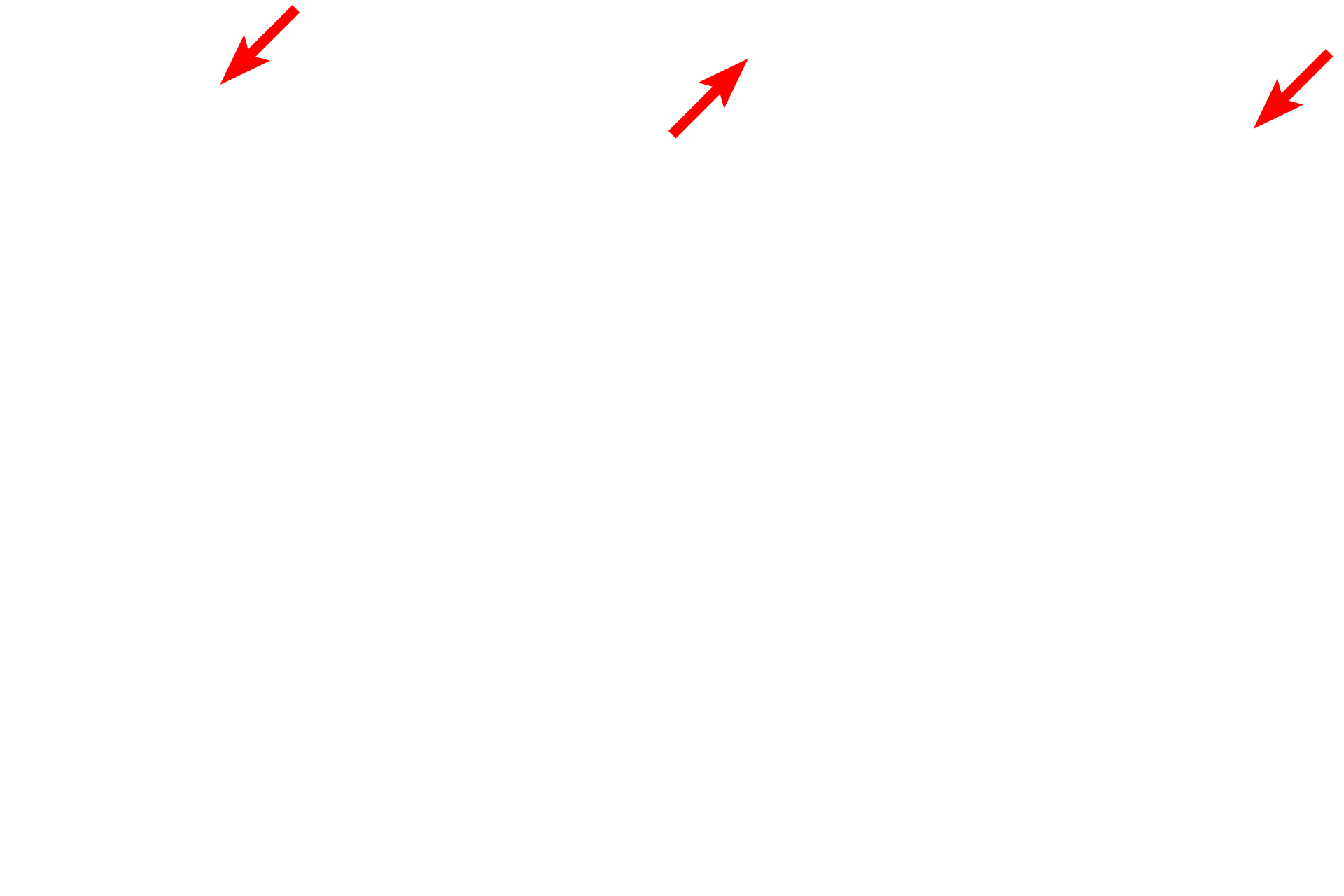 Transport vesicles <p>Proteins for export and membrane insertion are synthesized by the RER and transferred to the Golgi via transport vesicles.  Transport vesicles fuse with the cis or forming face of the Golgi.  The proteins from the vesicles are post-translationally modified while moving toward the trans or maturing face. There, they are packaged into vesicles and secretory granules for transport to the plasma membrane.</p>
