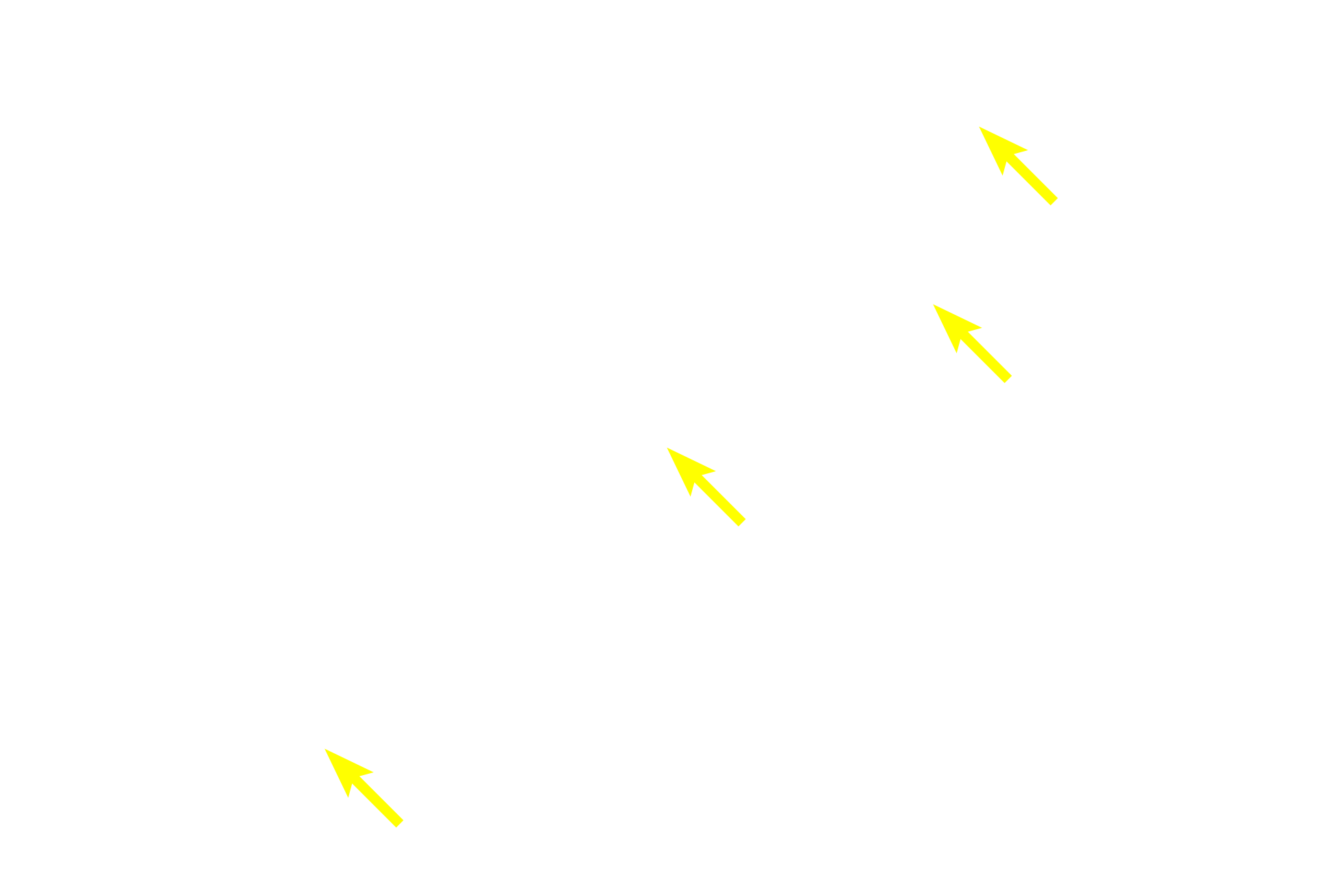Negative Golgi <p>With H&E preparations, the Golgi stains faintly pink and its location is indicated by a pale area adjacent to the nucleus in these plasma cells. This lightly stained region is referred to as a “negative GoIgi” that results from the displacement of the abundant, basophilically-stained RER around it.  Plasma cells produce antibodies.  1000x</p>
